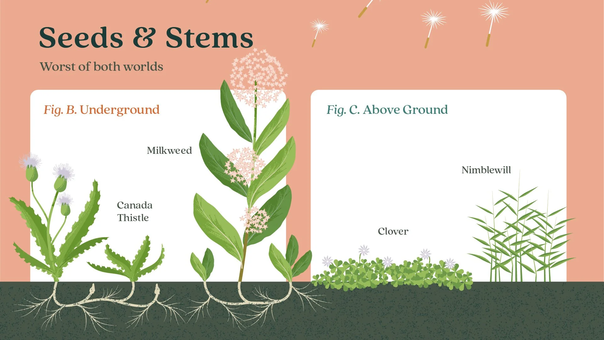 Ortho_Weeds Gone Wild_How Weeds Spread_PYG__03.jpg