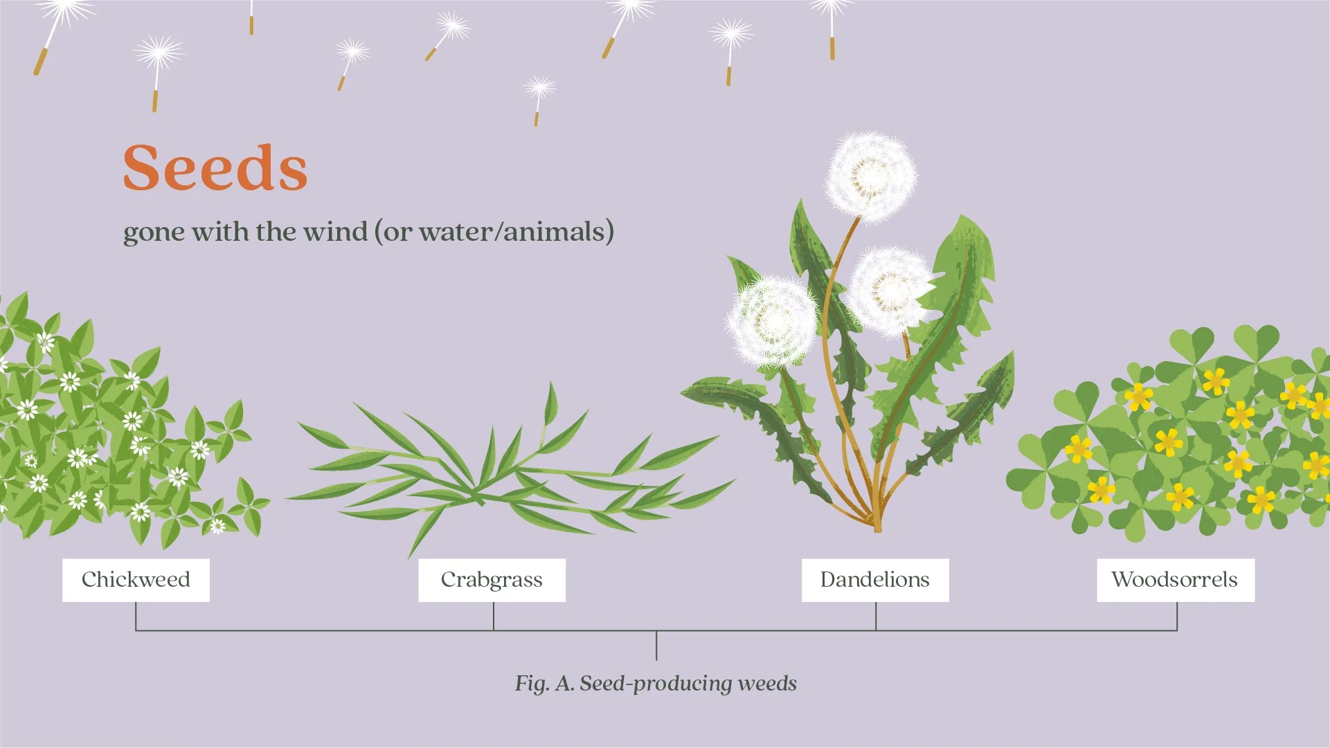 Ortho_Weeds Gone Wild_How Weeds Spread_PYG_01.jpg