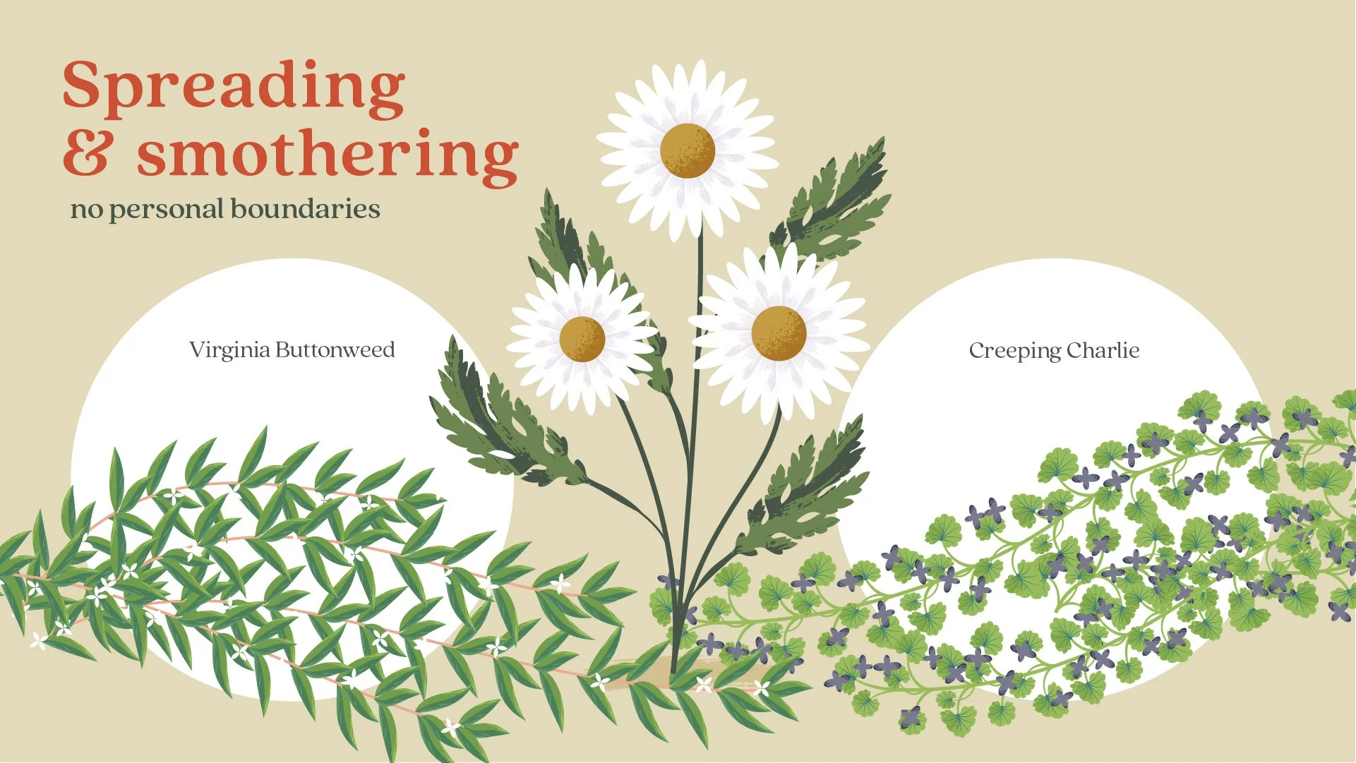 Ortho_Weeds Gone Wild_How Weeds Spread_PYG__03.jpg