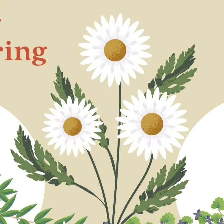 Illustration of three white daisies with yellow centers and green leaves on a beige background with part of red text.