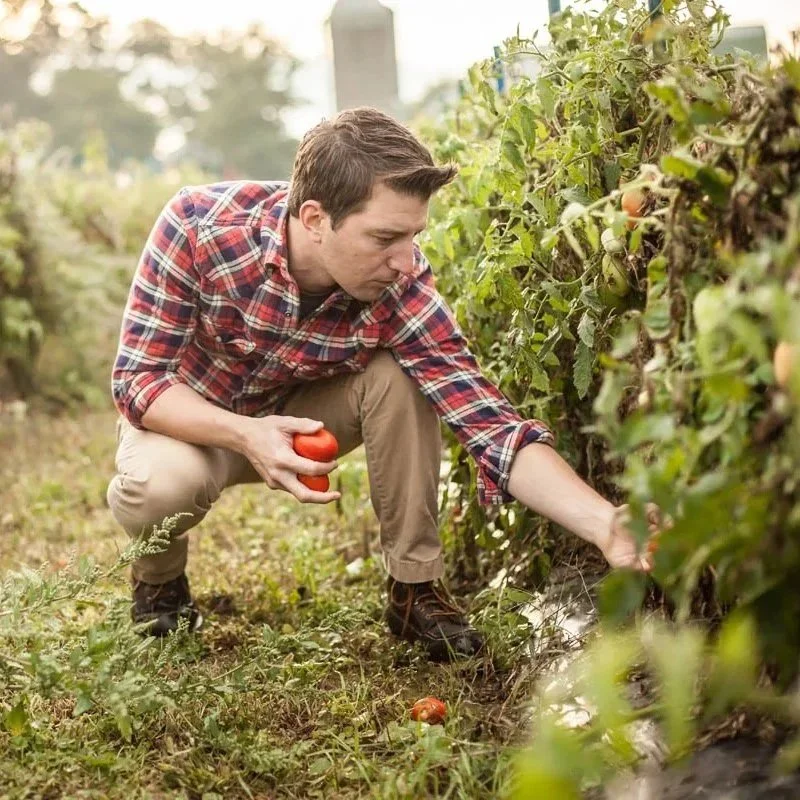 A man in a red plaid shirt squatting in a tomato garden, picking ripe tomatoes from the vine, holding a couple of tomatoes in his hand.
