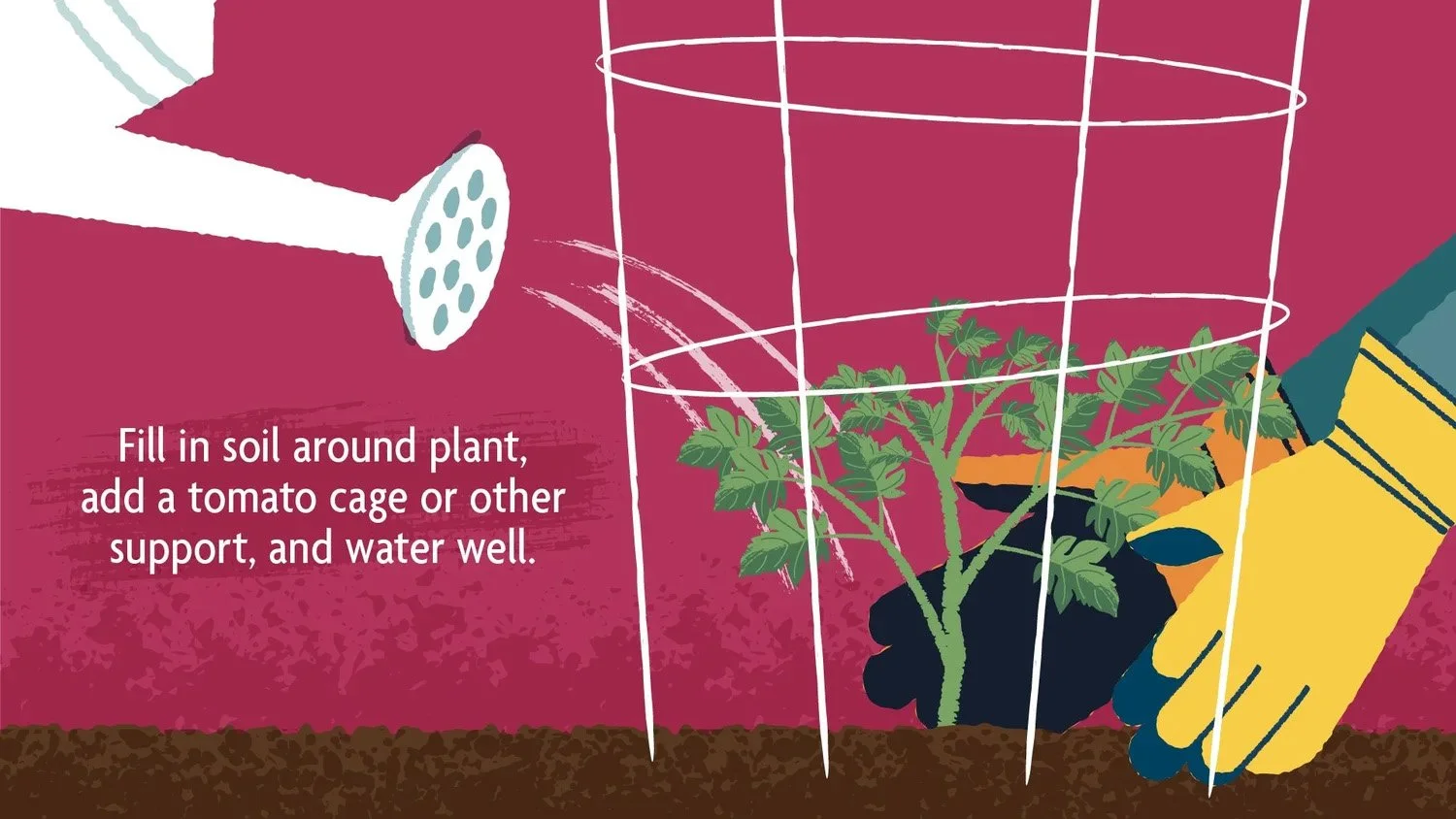 Illustration showing a person planting a tomato plant in the soil, with a tomato cage and water spray, and a watering can nearby.
