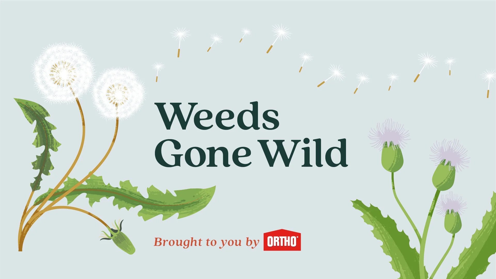 Illustration of dandelions with the text 'Weeds Gone Wild' and a small logo that says 'Brought to you by ORTHO' on a light blue background.