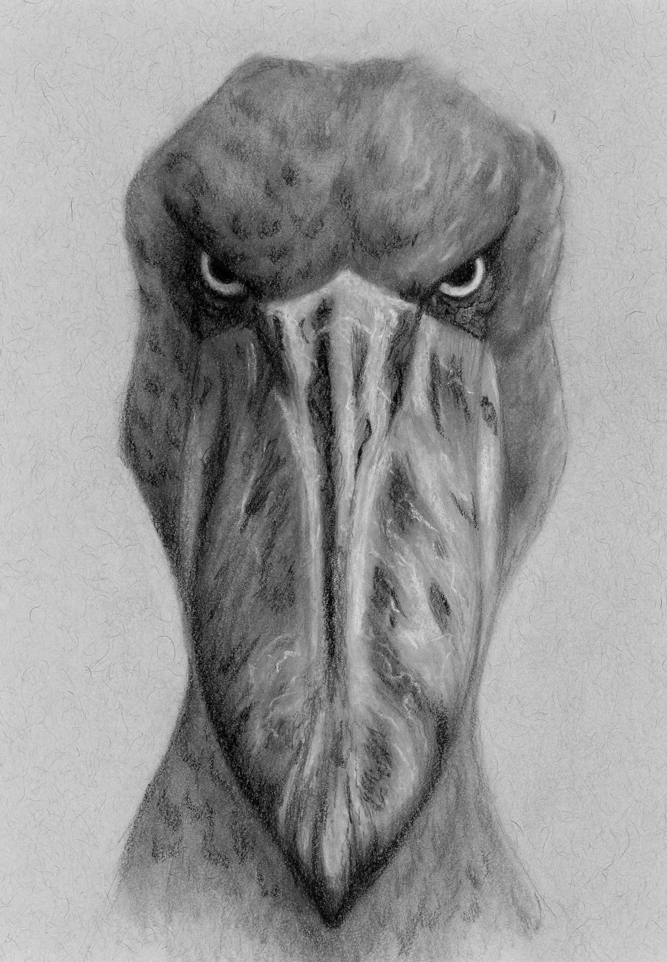 300shoebill-edit.jpg