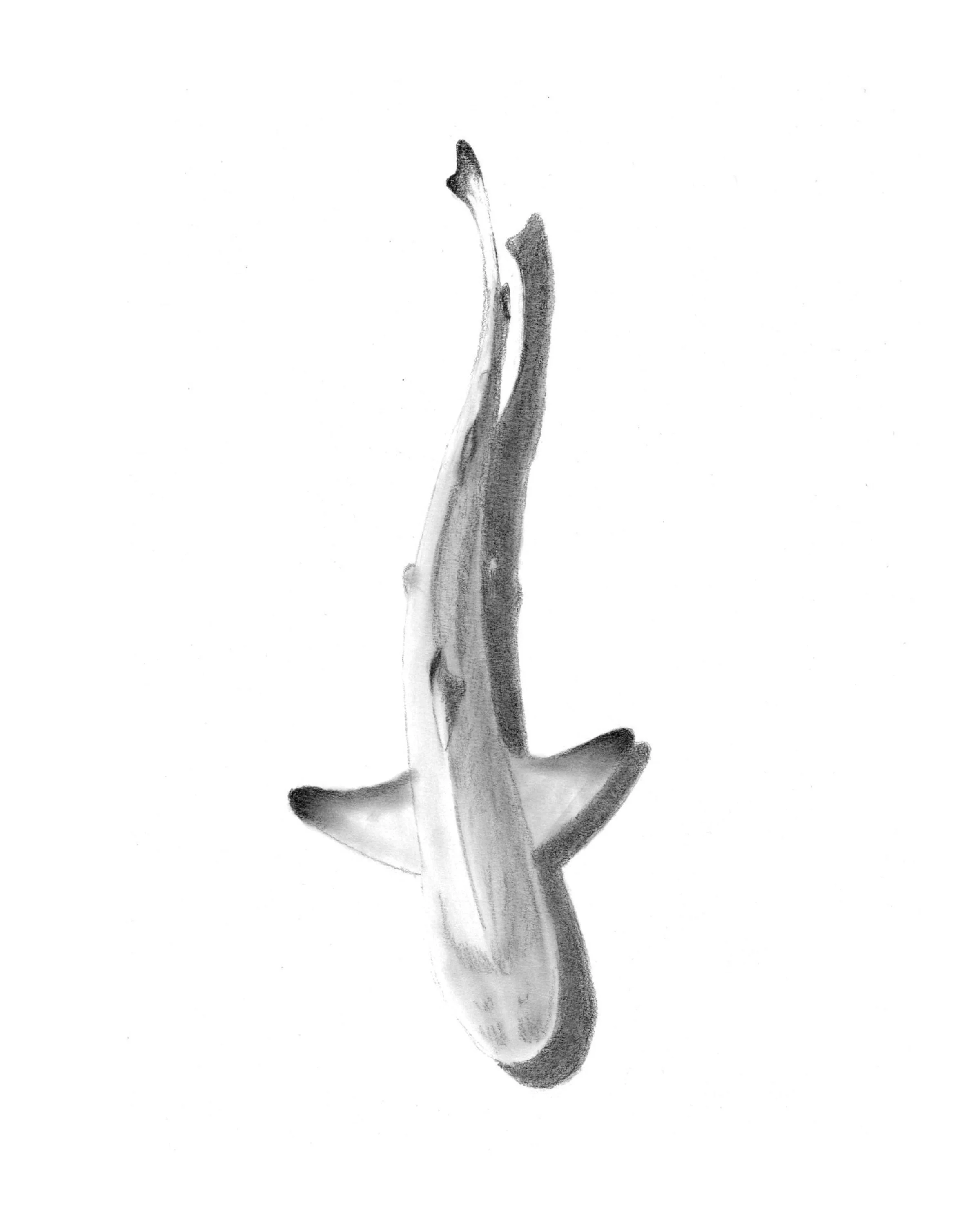 A black and white illustration of a small shark with a slender body and pointy fins.