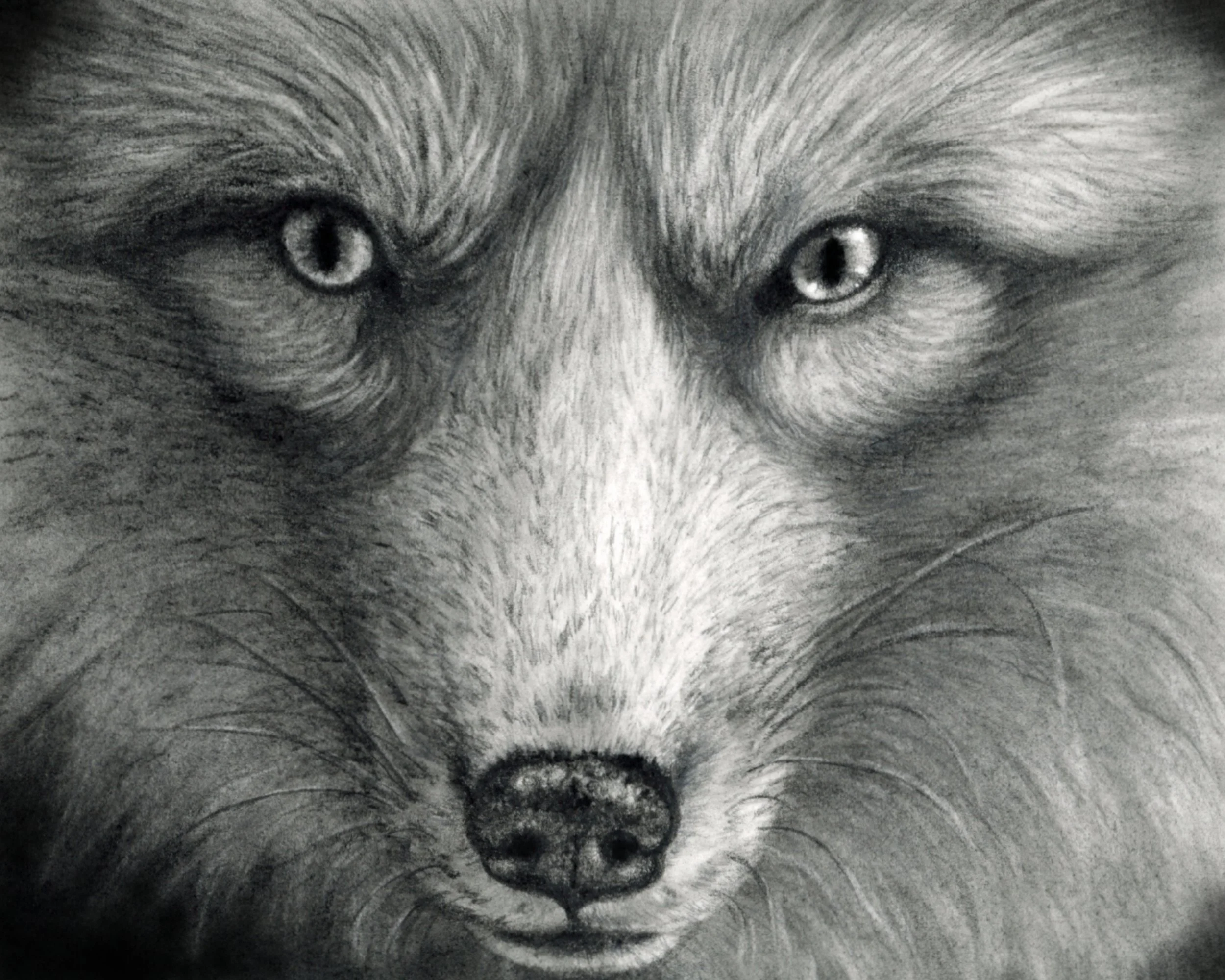 foxface8x10RGB.jpg