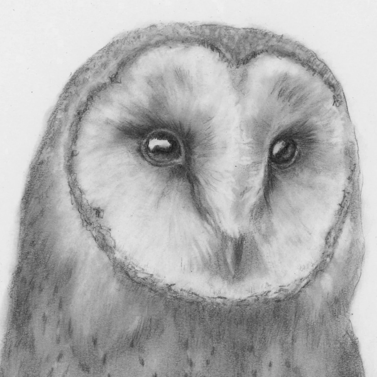 Custom Wildlife Graphite Drawing