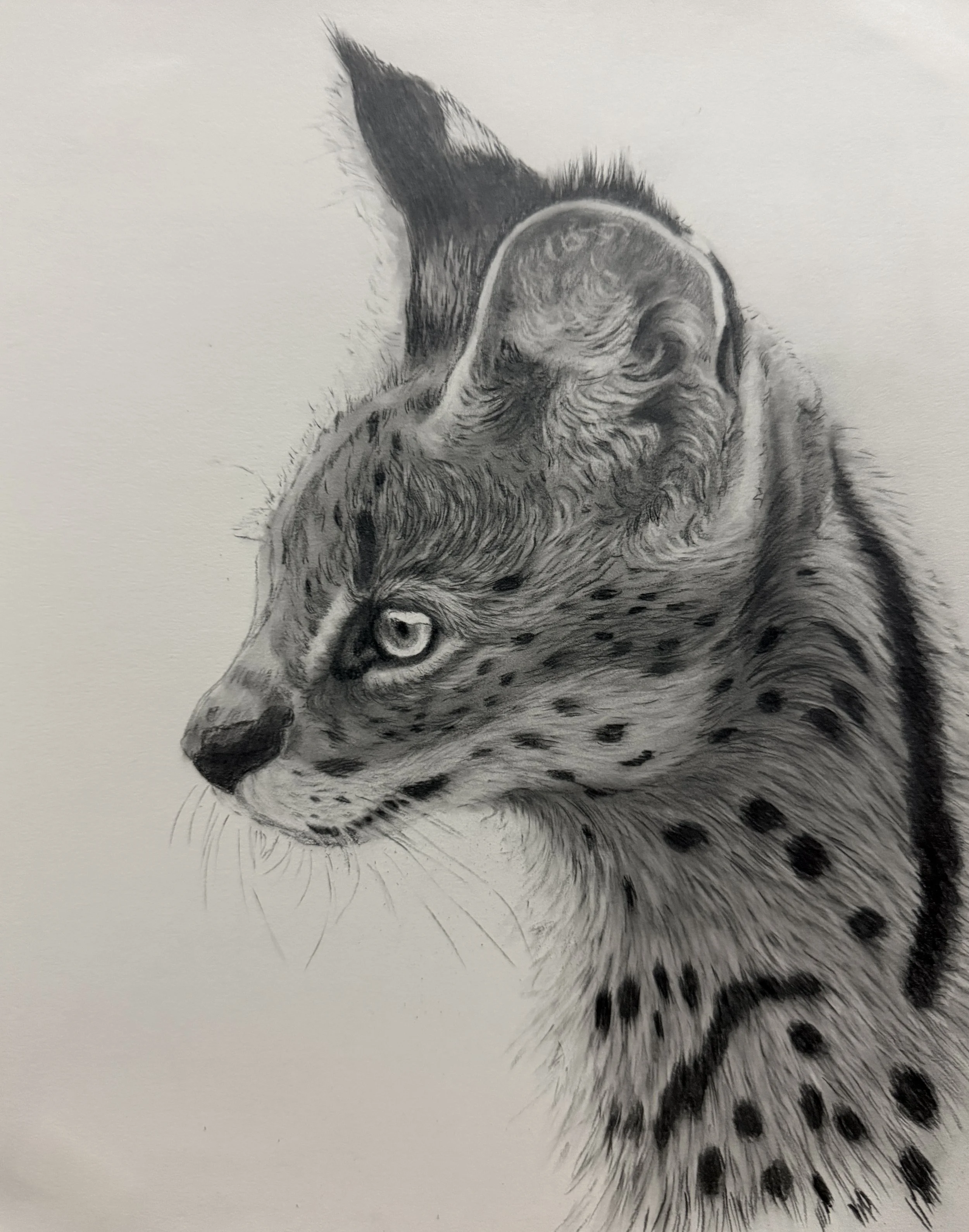 Forever Untamed Charity Print - Serval 4x6