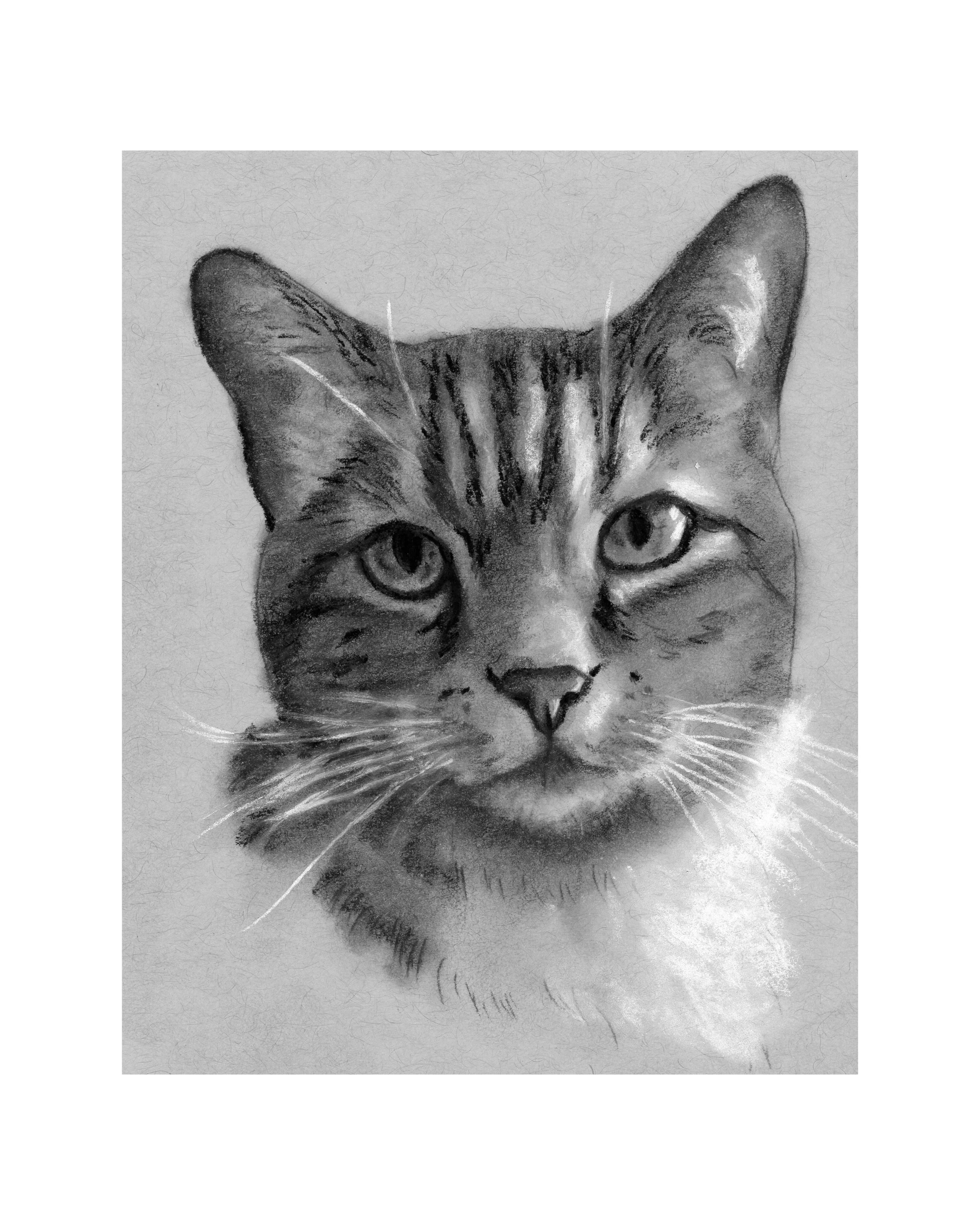 600-8x10-tabby-face.jpg