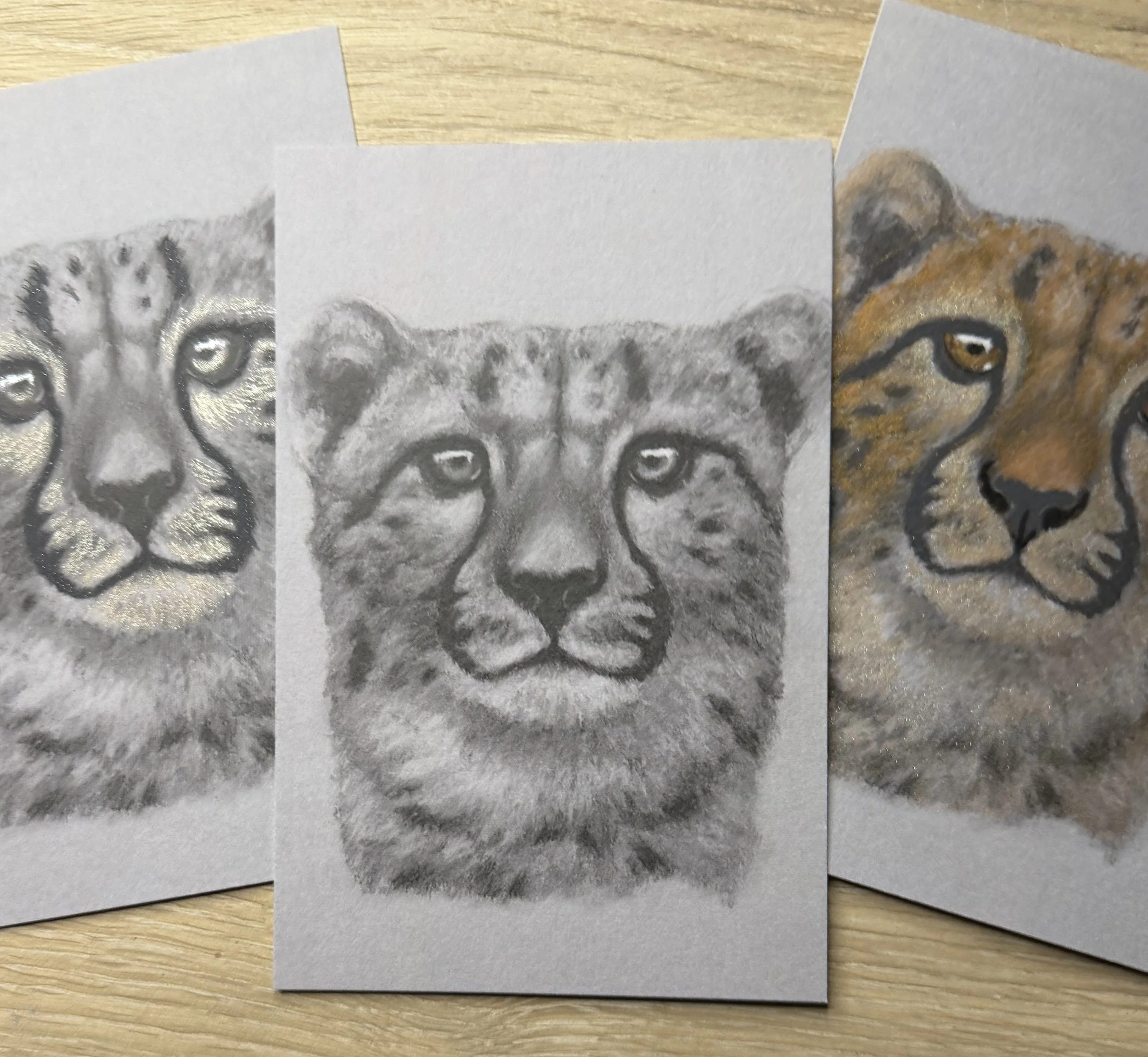 cheetahs-plural.jpg