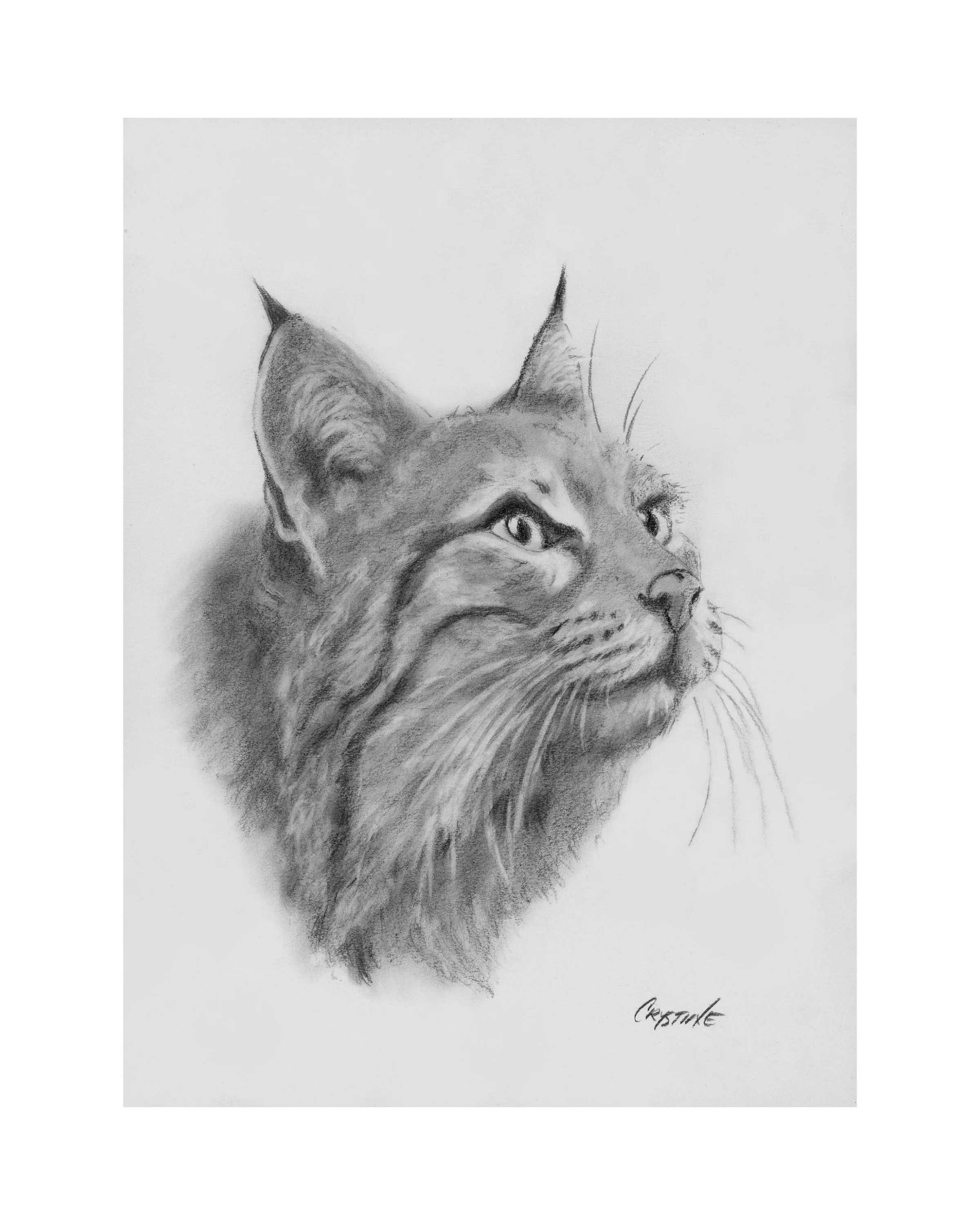 A black and white pencil sketch of a cat's head in profile view, with detailed fur and expressive eyes.