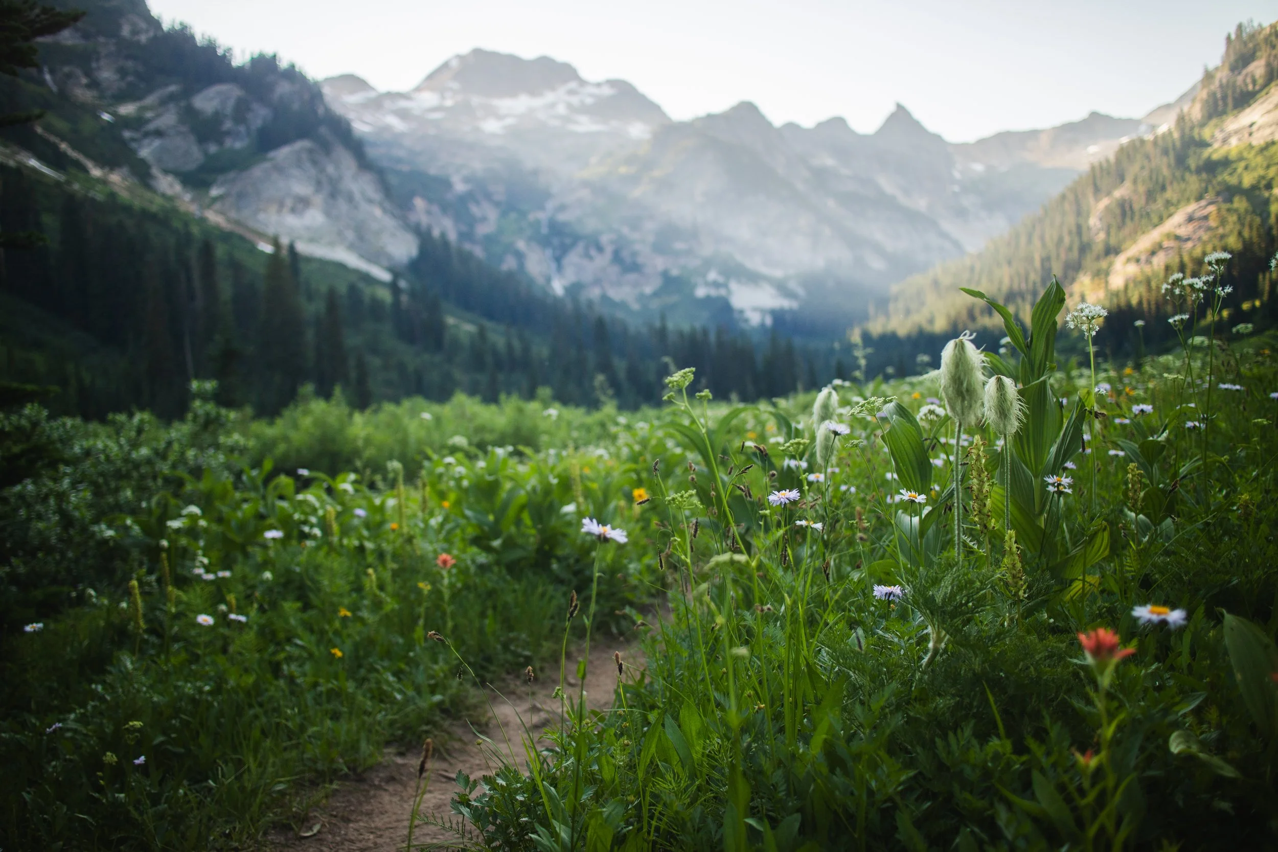 A scenic mountain landscape with green fields filled with wildflowers, a dirt trail, dense forest, and rugged mountains in the background under a bright sky.