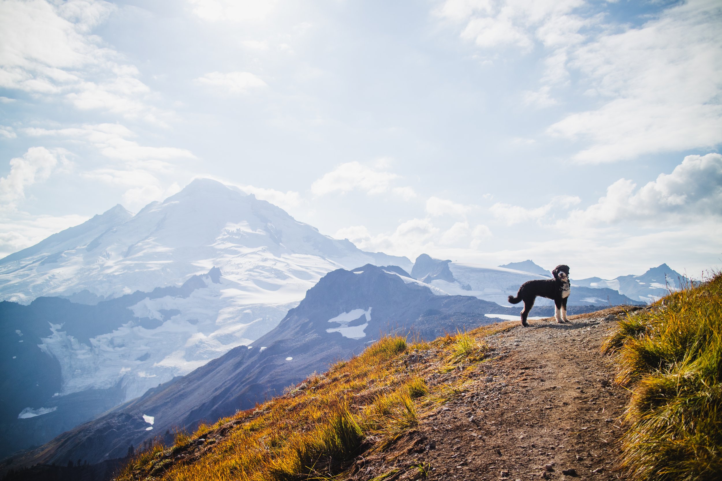 A black and white dog standing on a grassy hillside with snow-capped mountains and partly cloudy sky in the background.