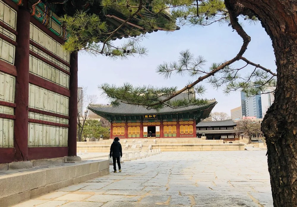 A person walking in a traditional Korean temple courtyard, framed by a leafy pine tree and the edge of a wooden building on the left, with a historic building in the background.
