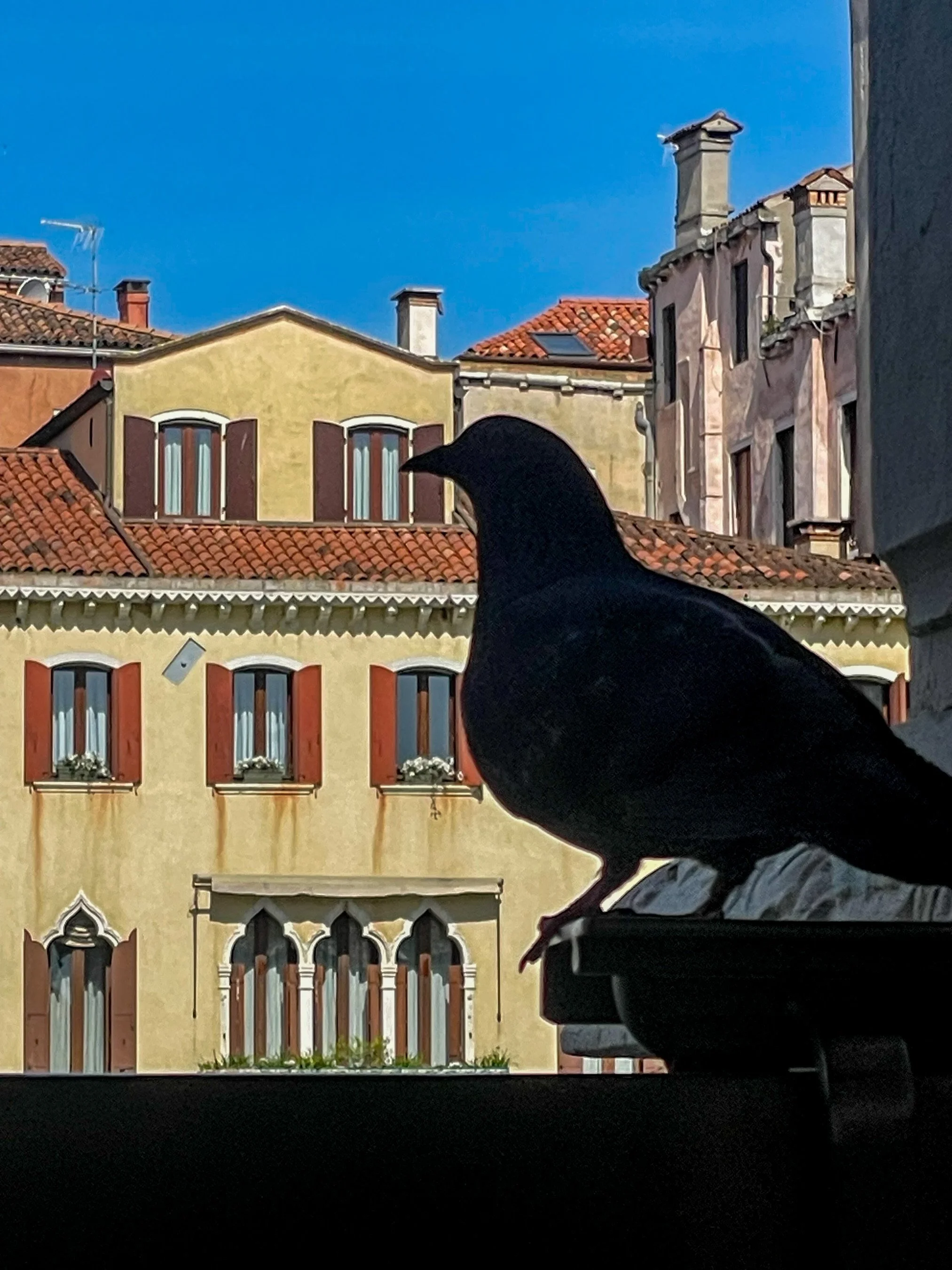 Silhouette of a bird perched on a ledge with colorful European-style buildings and a clear blue sky in the background.