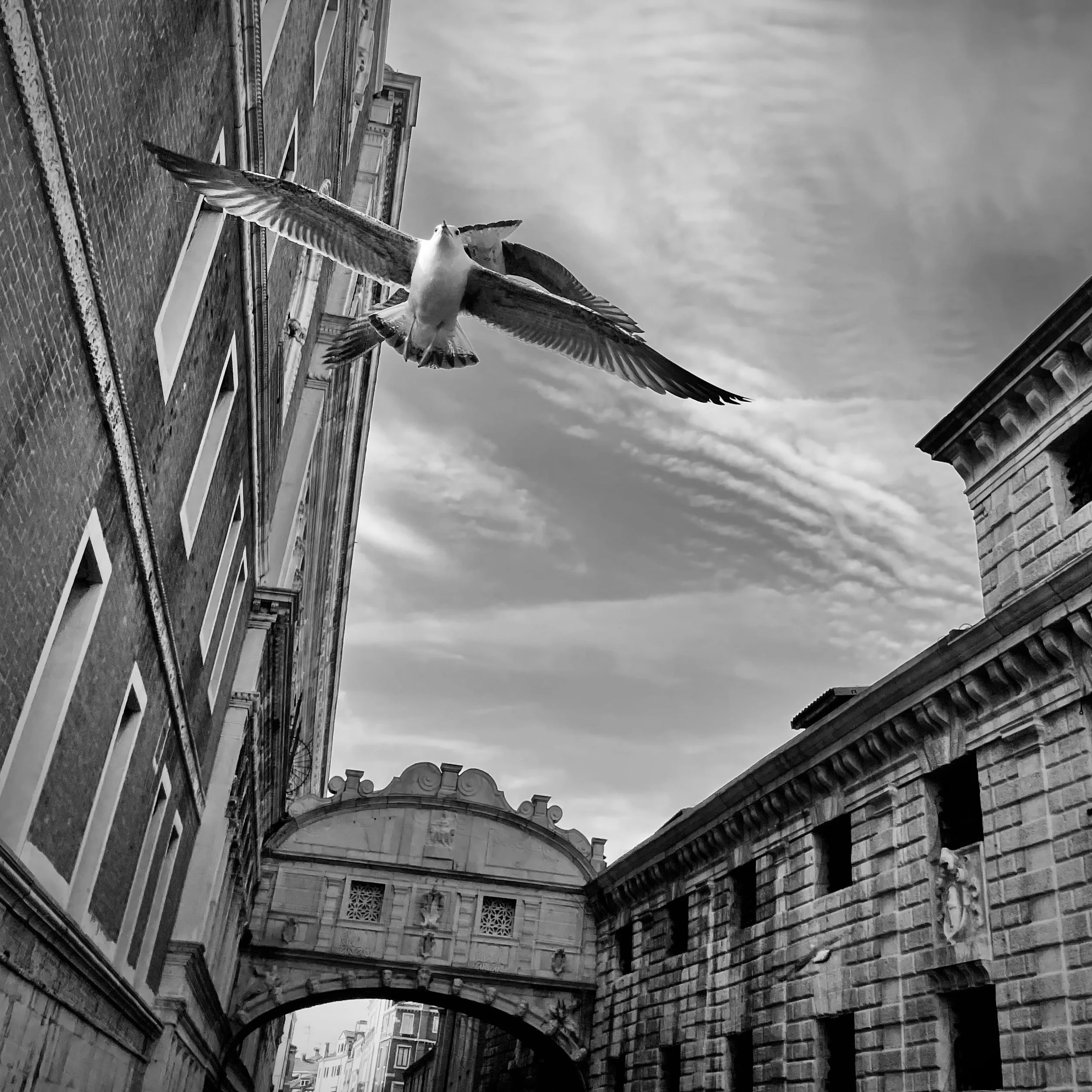 A seagull flying above historic European-style buildings with an arched gateway and a cloudy sky in black and white.
