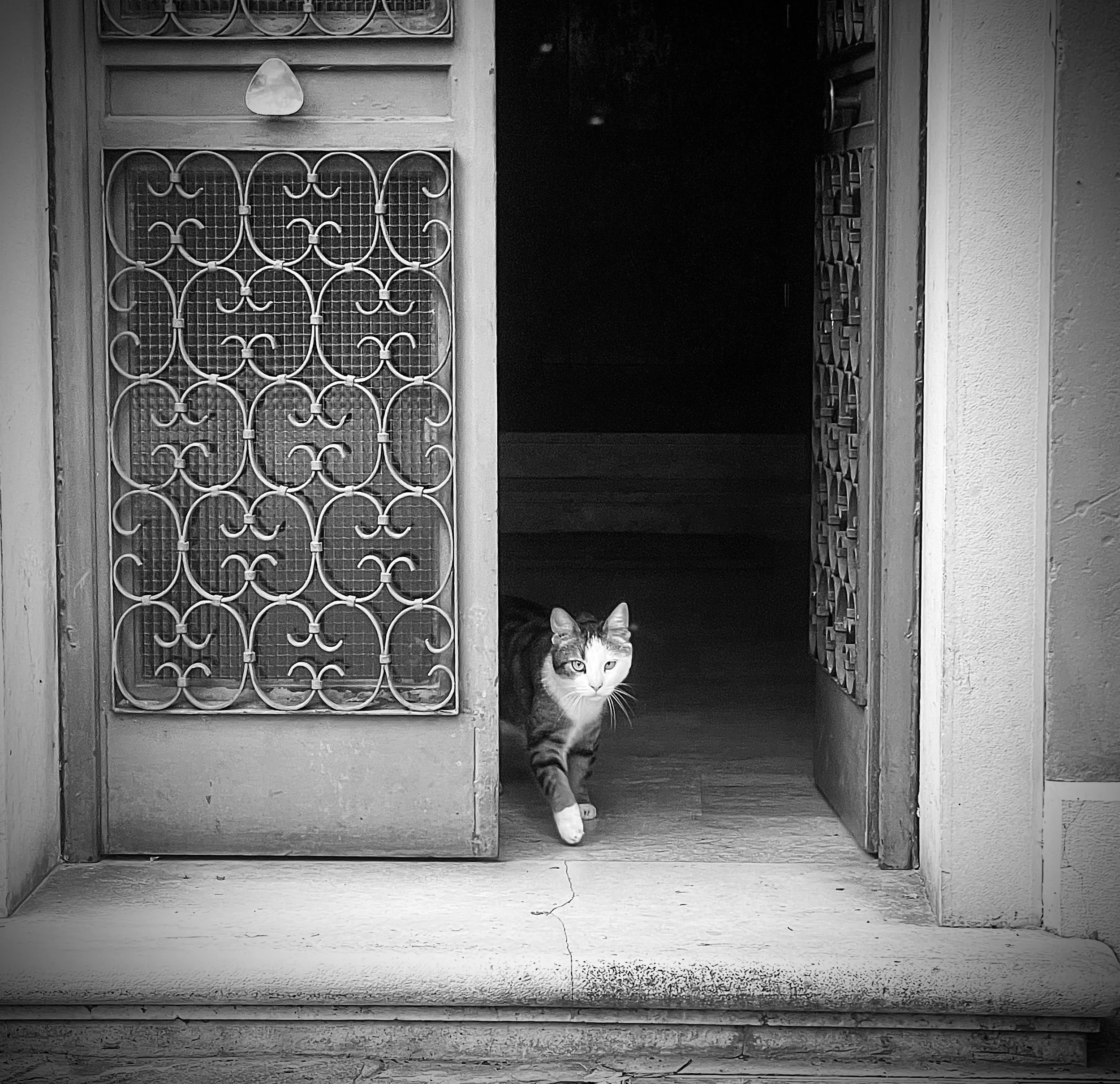 A black and white photo of a cat walking out of a doorway with ornate metal grillwork on the door, and a small light above it. The cat is looking directly at the camera.