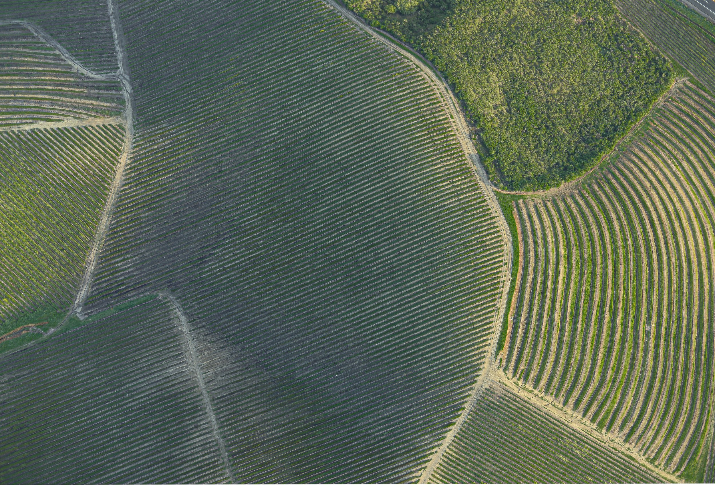 Aerial view of agricultural fields with rows of crops, some green and some dry, separated by dirt roads and bordered by green forests.