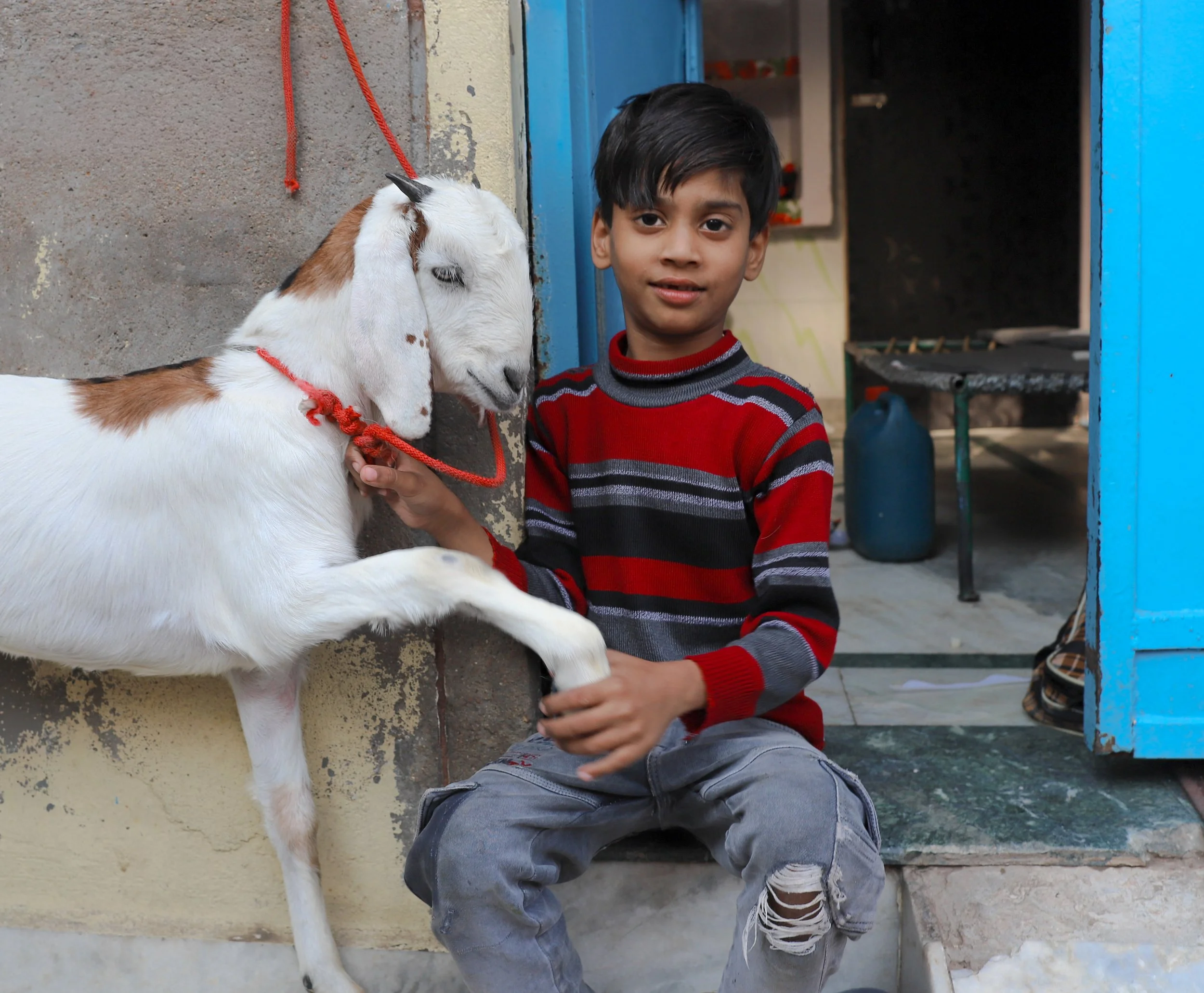 A young boy sitting outside near his house, holding a white and brown goat by the neck with one hand and a hoof with the other. The boy is wearing a red, black, and gray striped sweater and ripped jeans. The goat is tethered with a red rope and appea