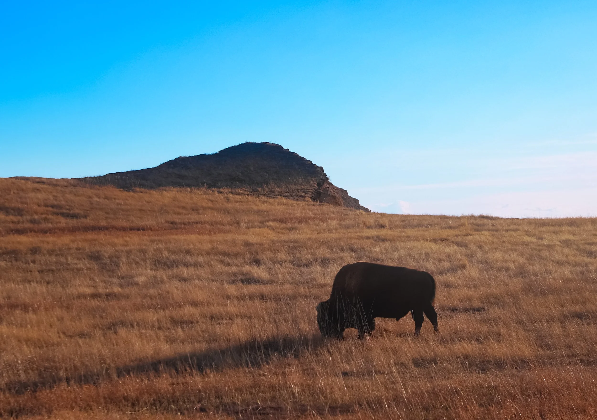 A black bison grazing on a grassy plain with a hill in the background and clear blue sky.