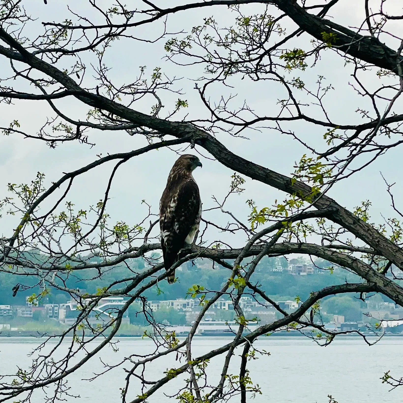 A bird of prey perched on a leafless tree branch near a body of water with modern buildings and hills in the background.