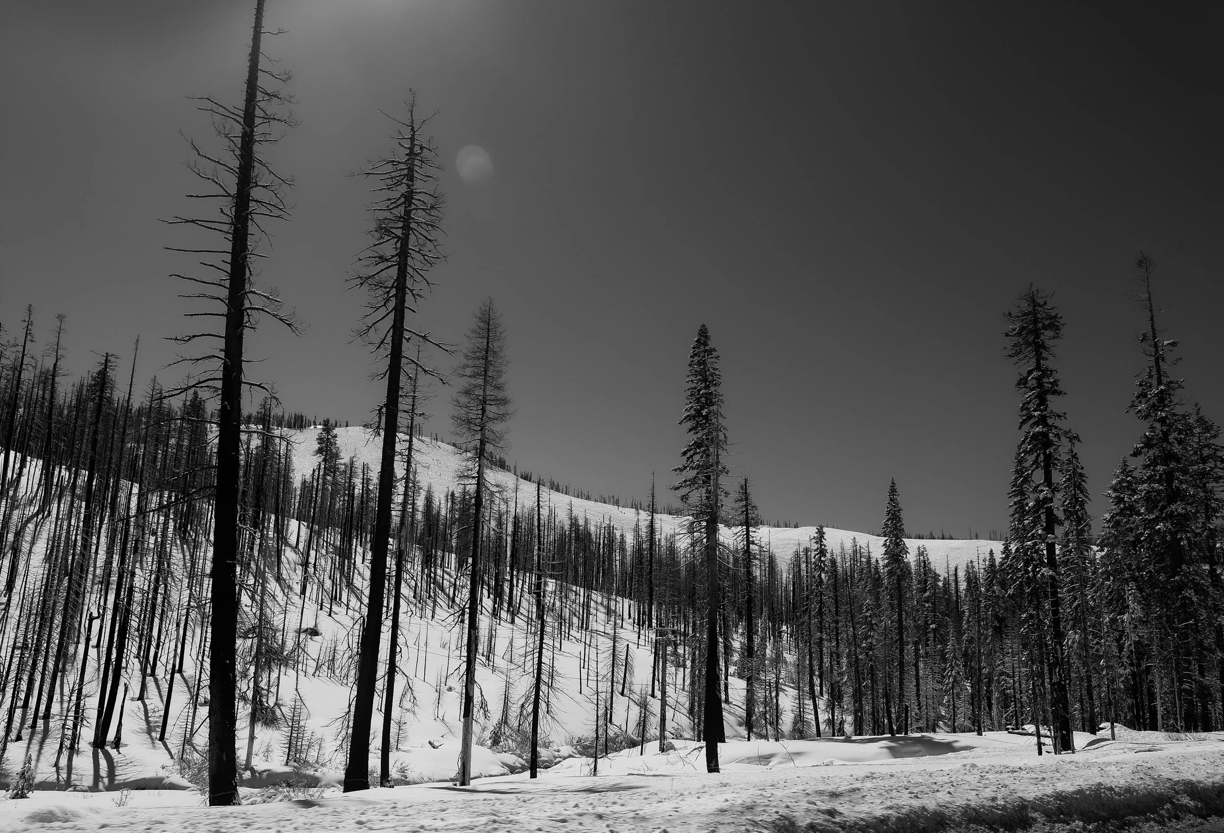 Snow-covered mountain landscape with tall, leafless trees and a clear sky.
