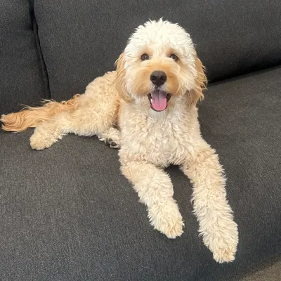 A happy, curly-haired light-colored dog lying on a dark gray couch.
