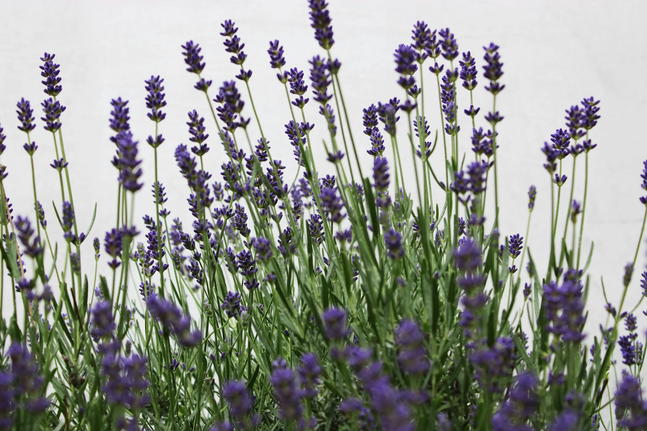 A bunch of purple lavender flowers with green stems and leaves against a plain white background.