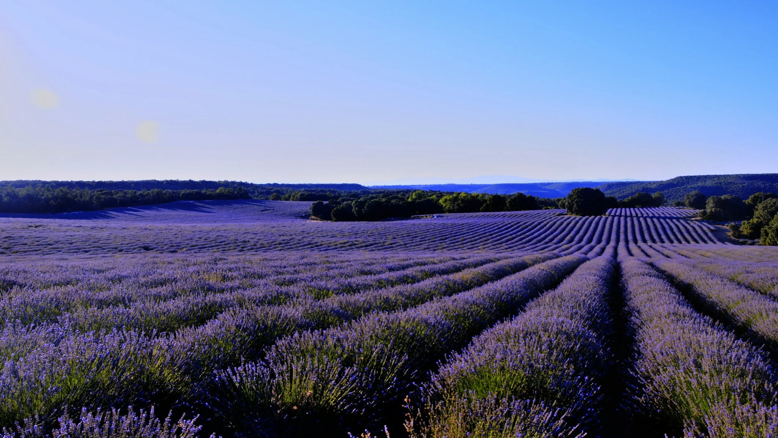 A vast field of blooming lavender plants in purple, stretching across the rolling landscape under a clear blue sky with distant green hills.