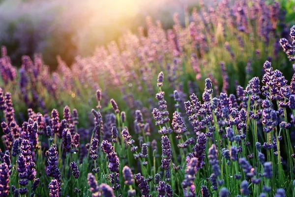 A field of purple lavender flowers bathed in sunlight.