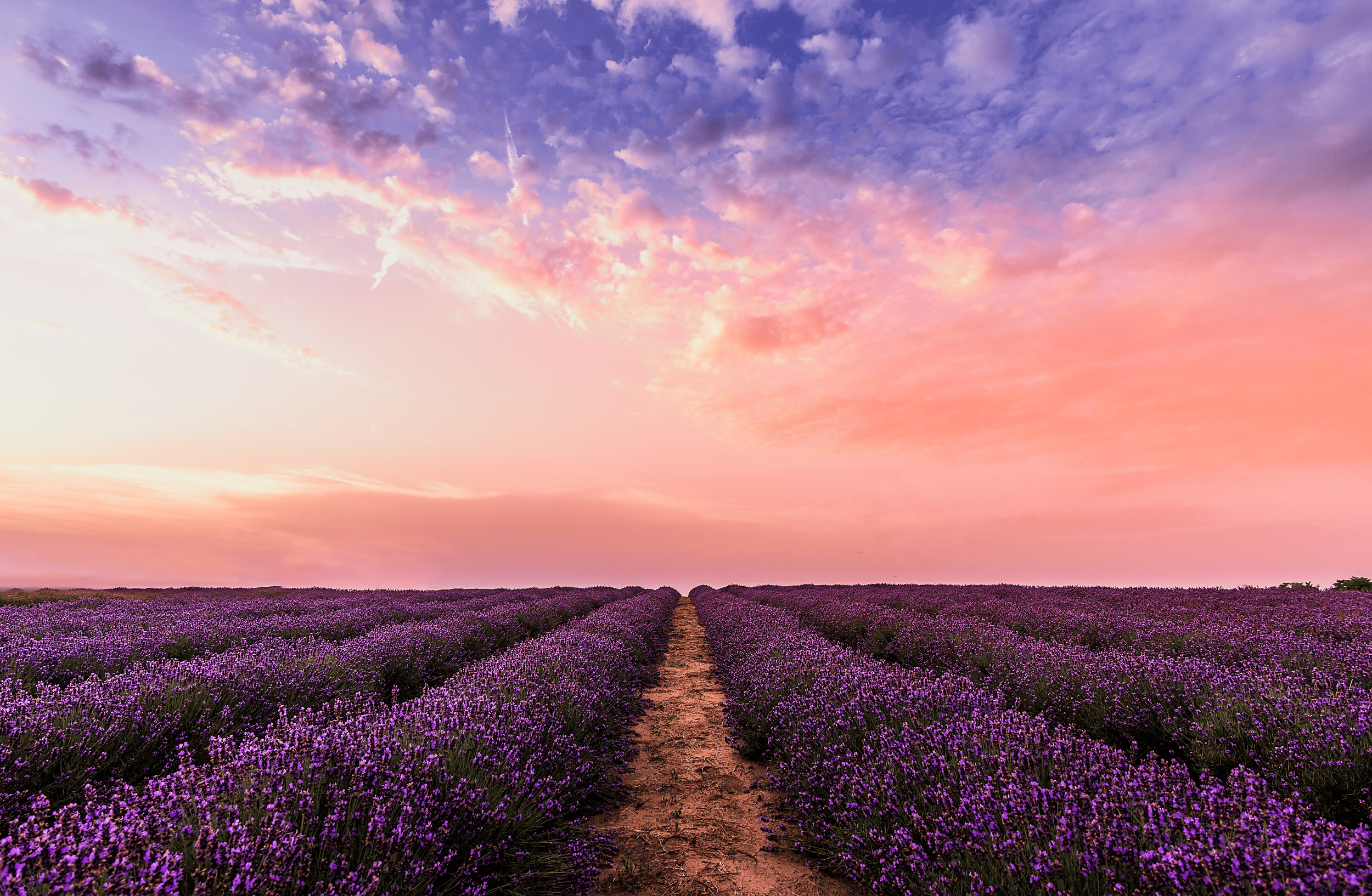 A lavender field at sunrise with rows of purple lavender plants stretching into the distance, under a sky with pink, orange, and purple clouds.