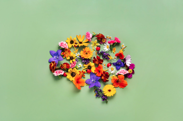 A variety of colorful flowers arranged in a semi-circle on a light green background.