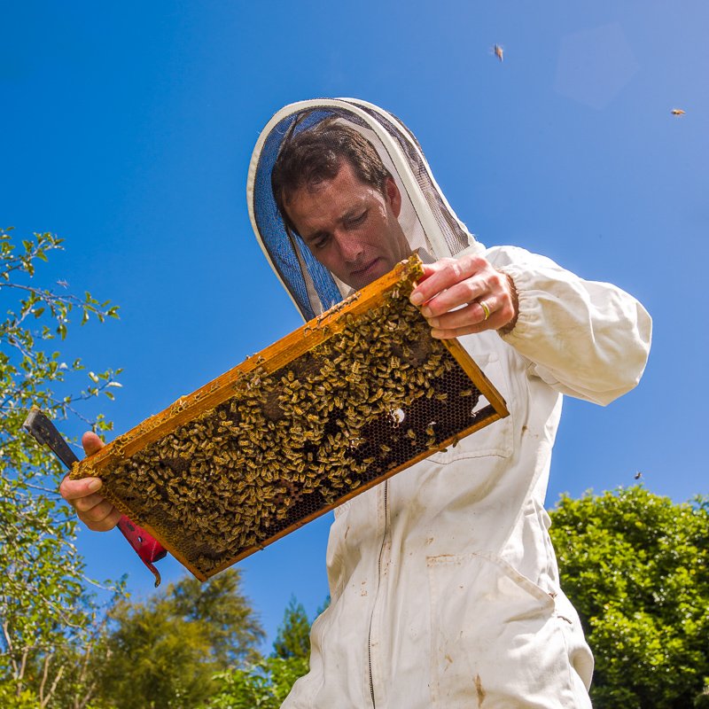 A man in protective clothing inspecting a beekeeping frame full of bees outdoors under a blue sky.