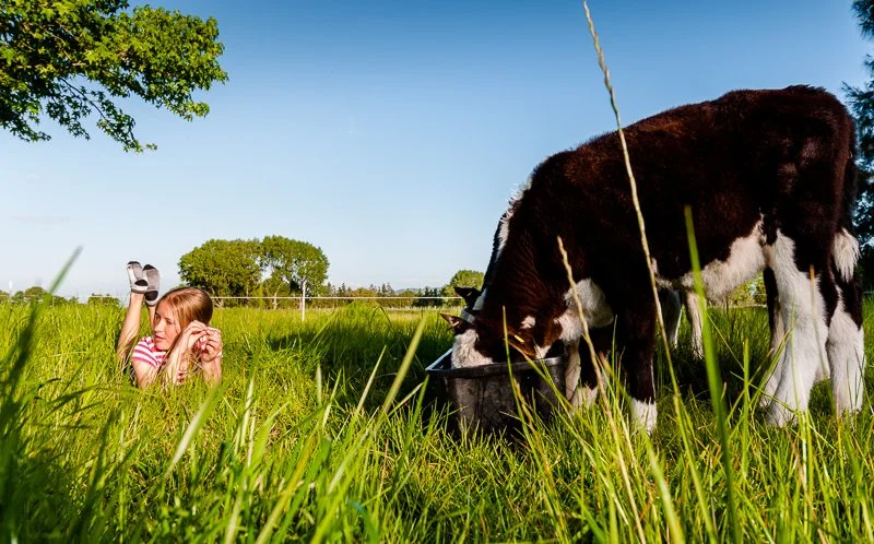 A young girl lying in tall grass on a sunny day, facing a cow that is eating from a metal feed trough in a green field with trees and a clear blue sky in the background.