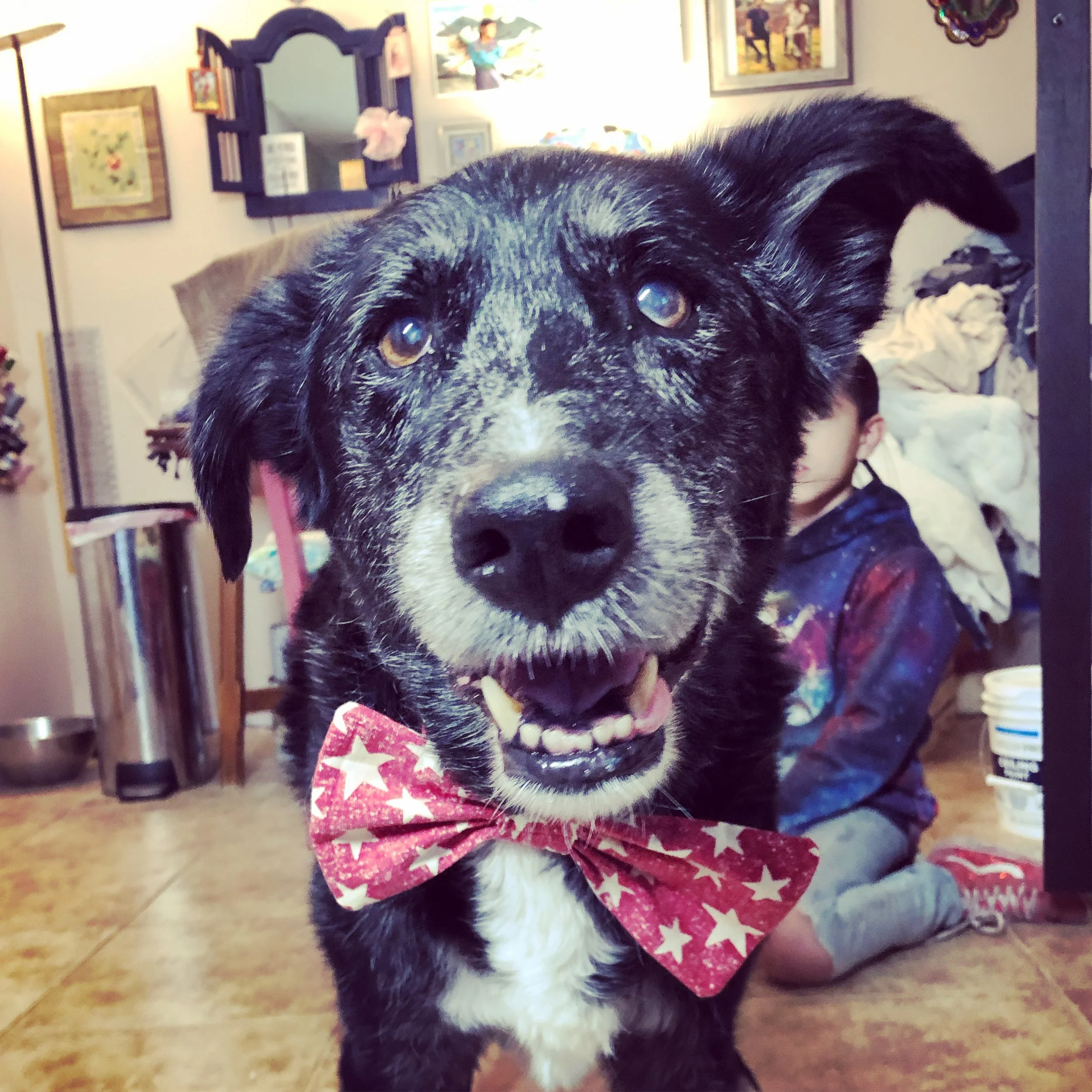 Sweet Mr. Arlo (he crossed the rainbow bridge a few years ago) modeling a bowtie like the good boy he was. 