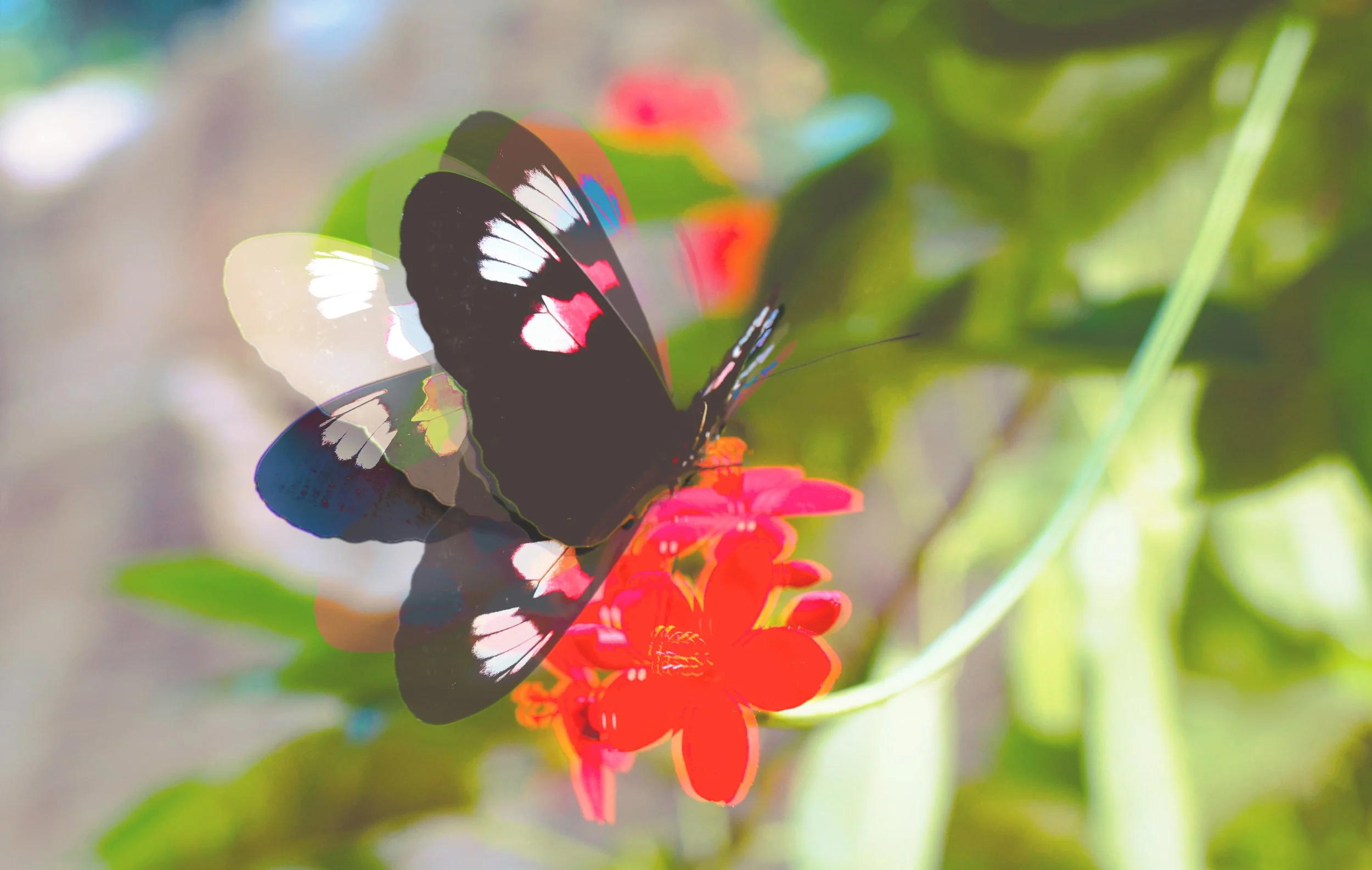 Butterfly Illusion.jpg