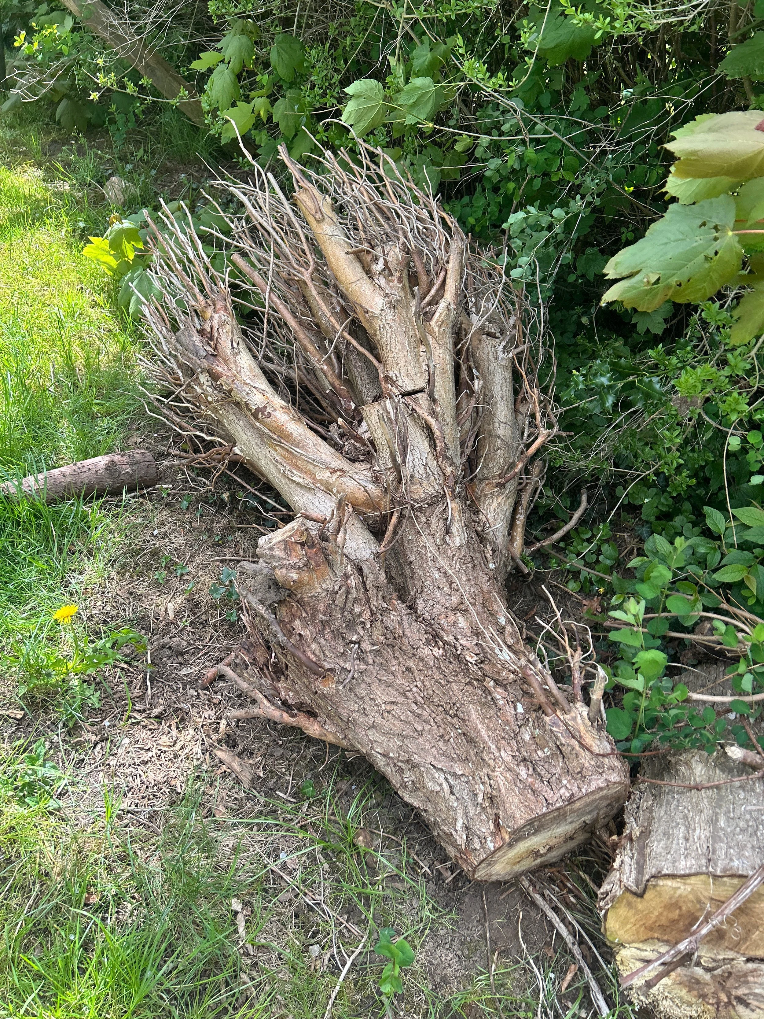 image3 (2).jpeg