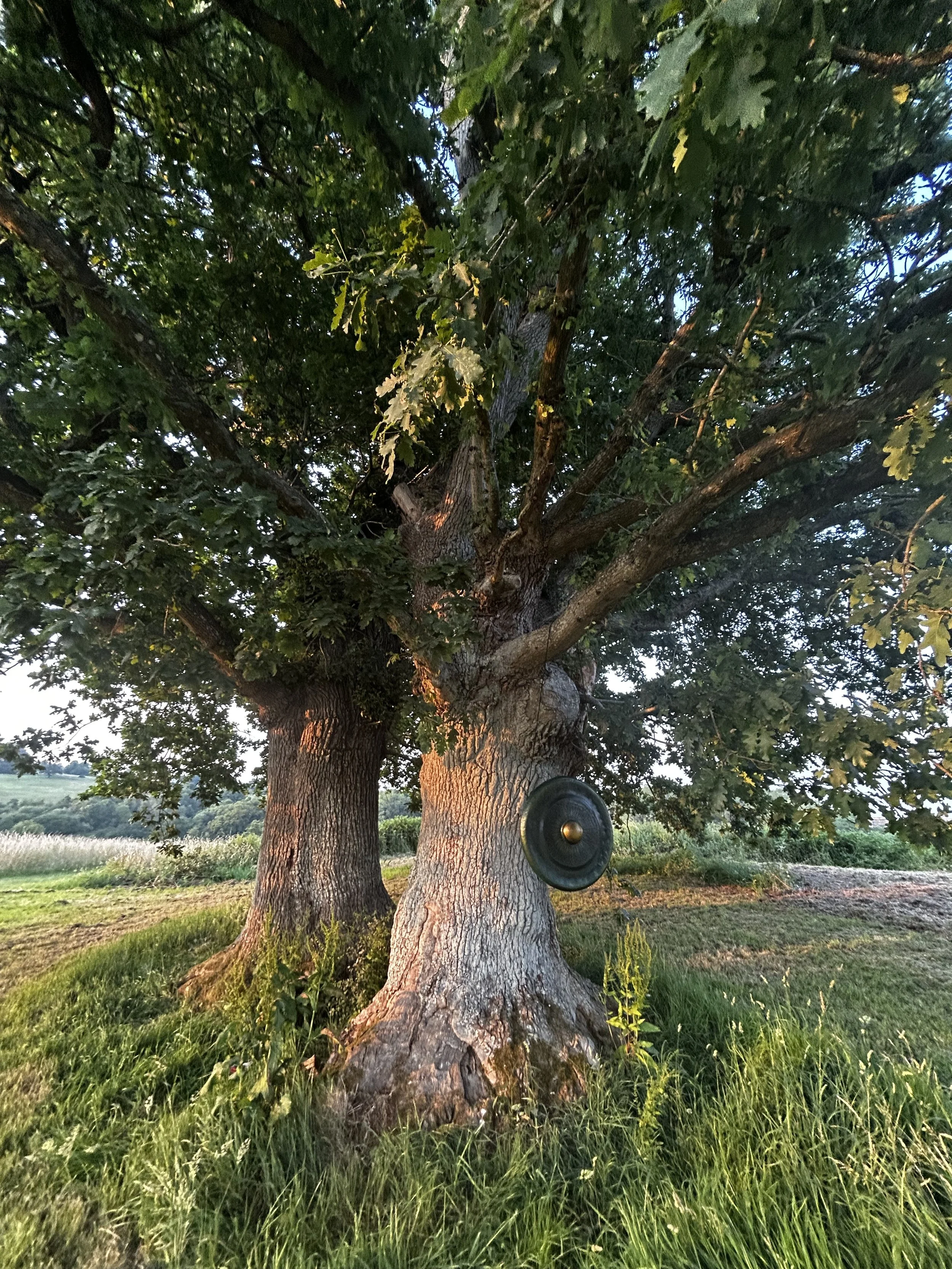 Rootwing Yoga ~ Wynyard Garden 15/8/26