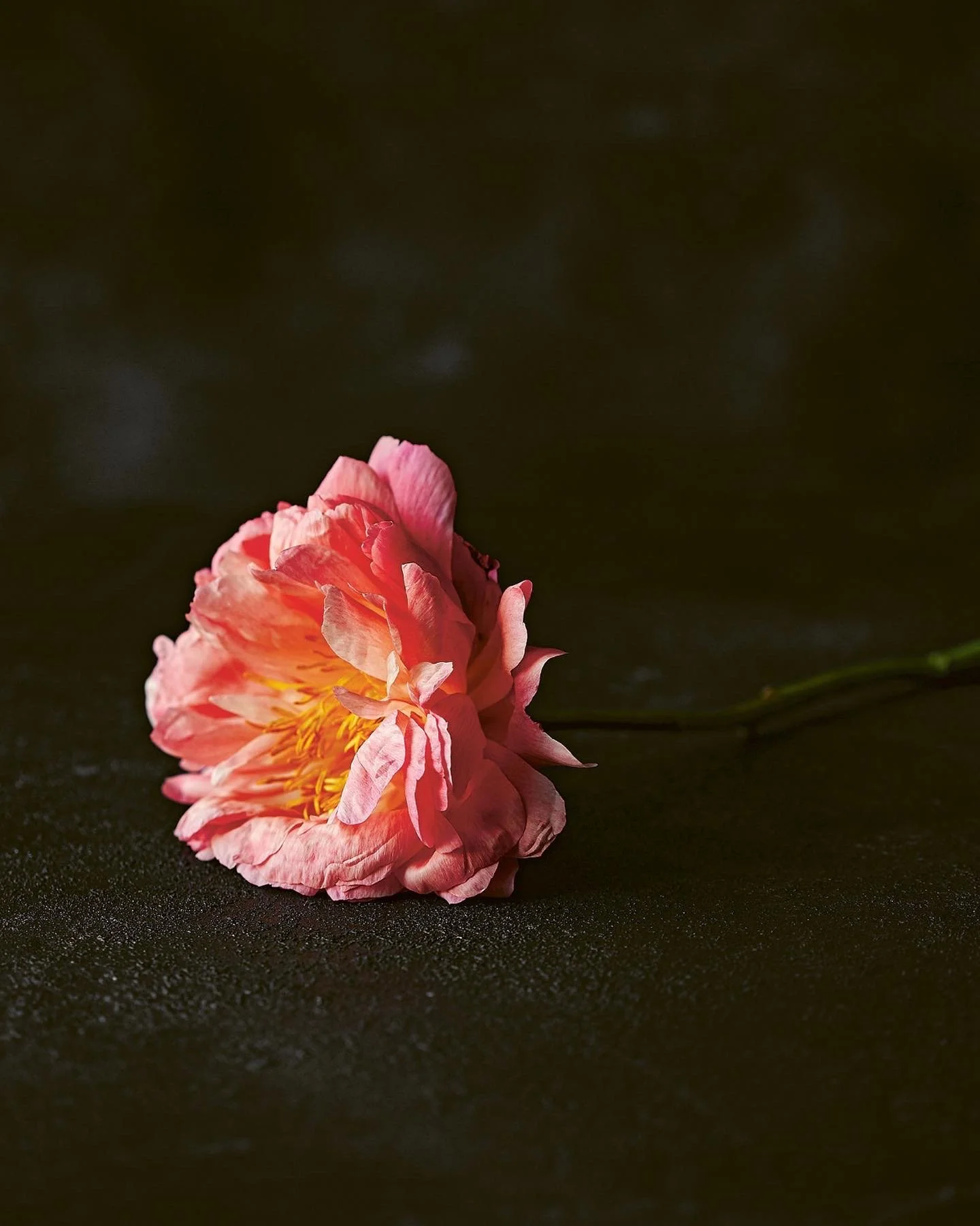 A pink peony flower with ruffled petals lying on a black surface with a dark background.