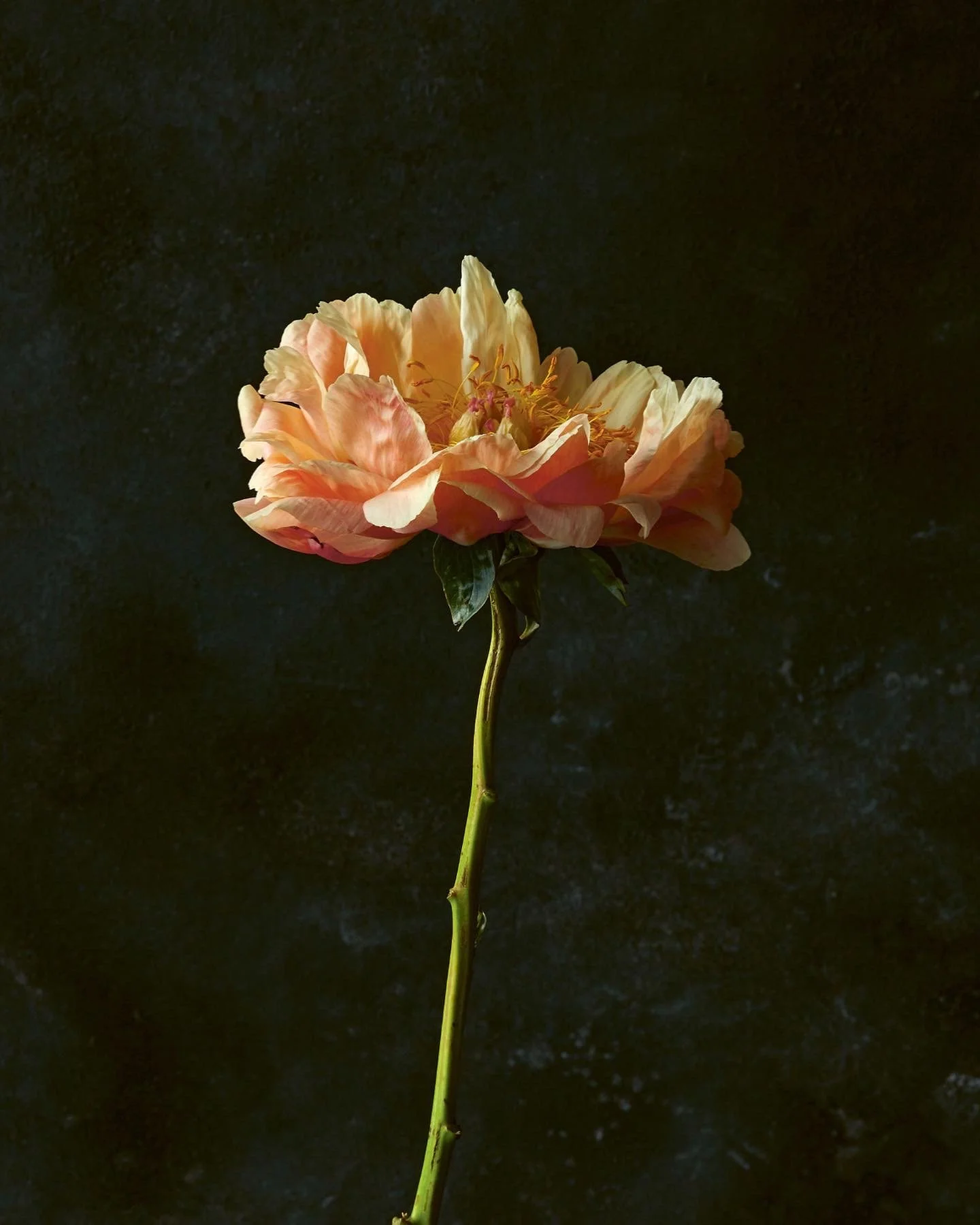 A single pink and cream-colored flower with ruffled petals and visible stamens, on a long, thin green stem against a dark background.
