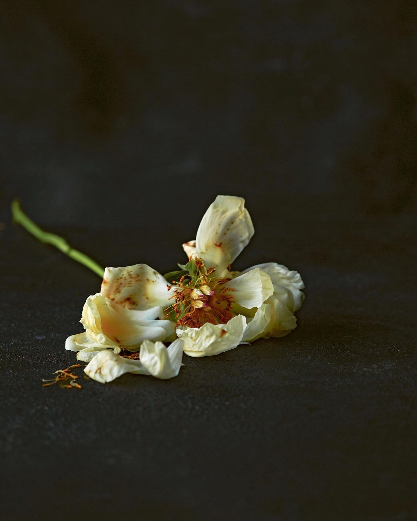 A wilted, cream-colored peony, lying on a dark surface, with a green stem extending to the left.