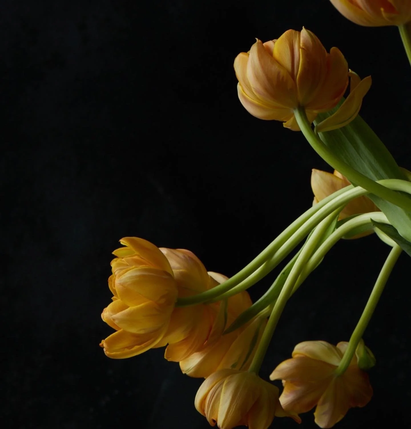 A bouquet of yellow tulips with long green stems on a black background.