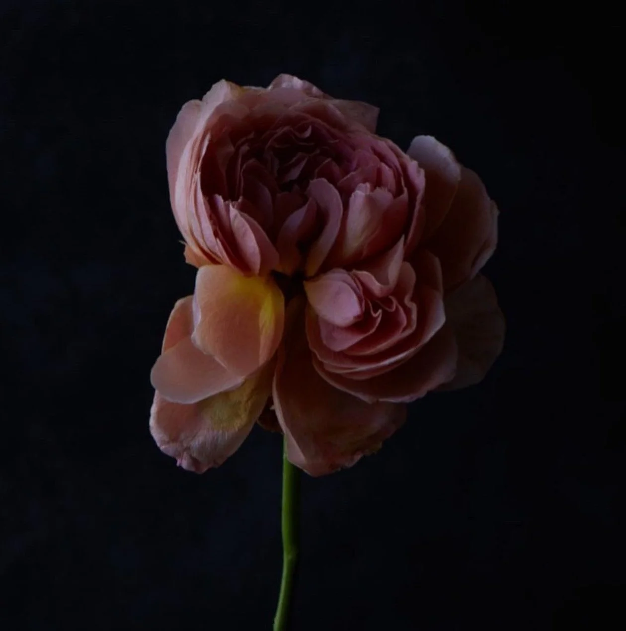 A close-up of a pink and peach rose against a black background, with its reflection visible beneath it.