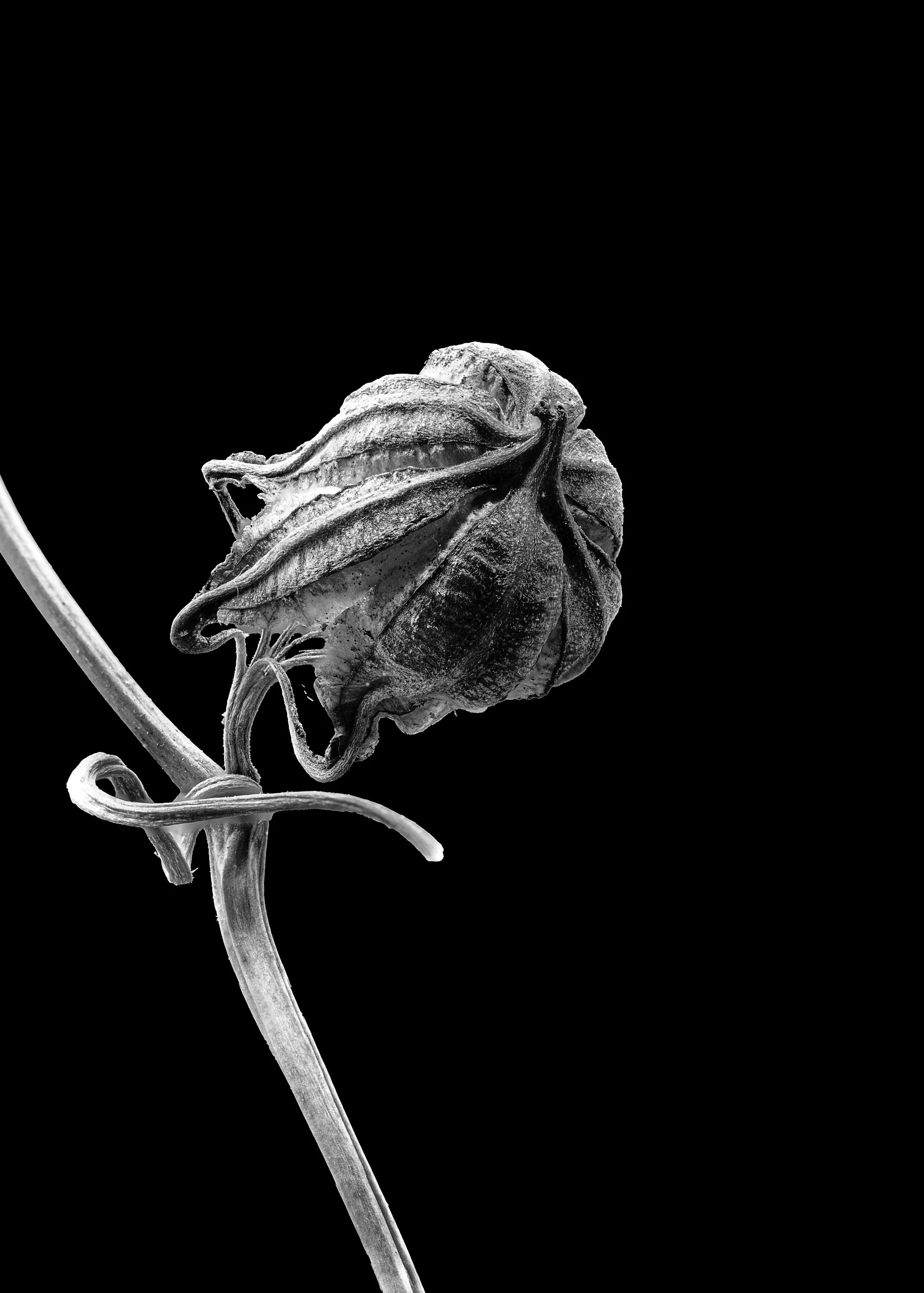 Hibiscus 20.jpg
