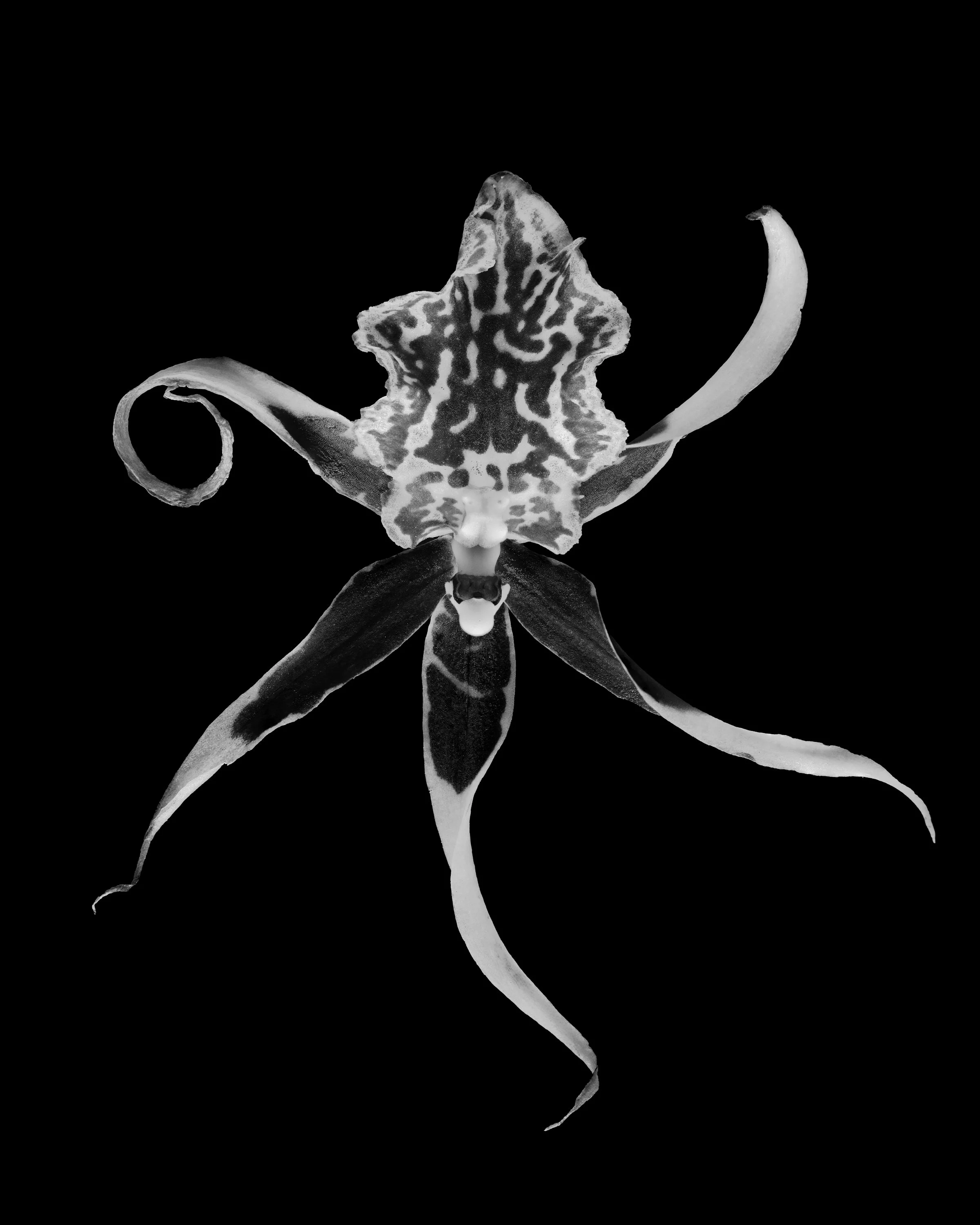 Hibiscus 13.jpg