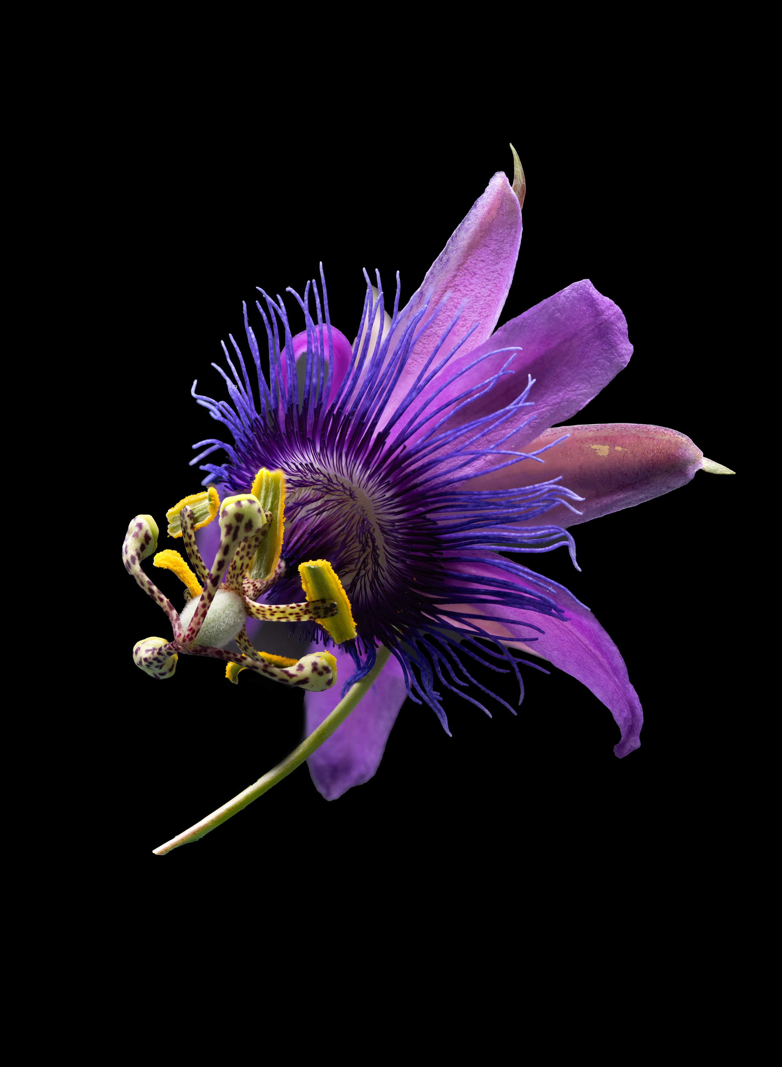Passi 5.png