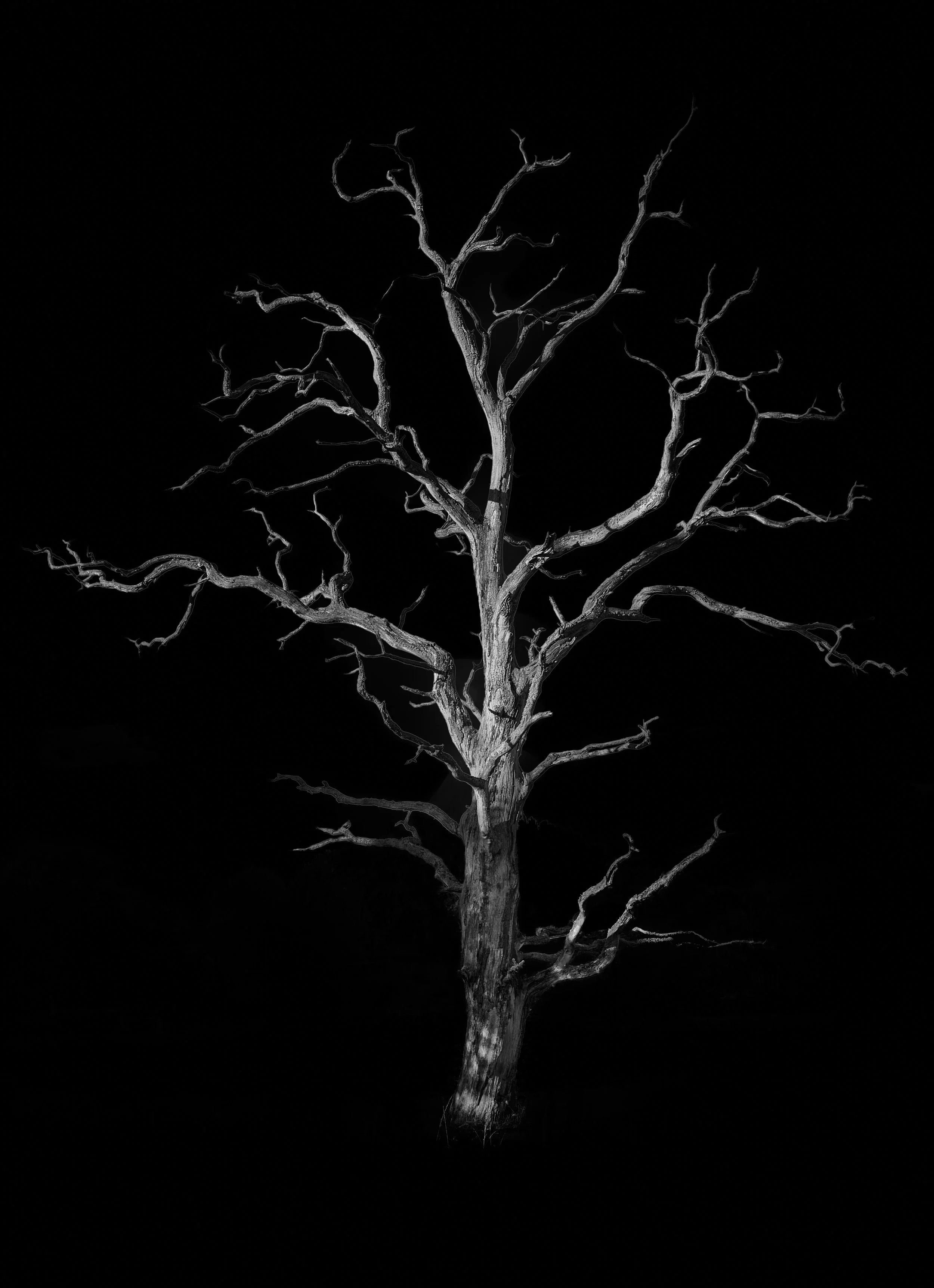 Arbol3.jpg