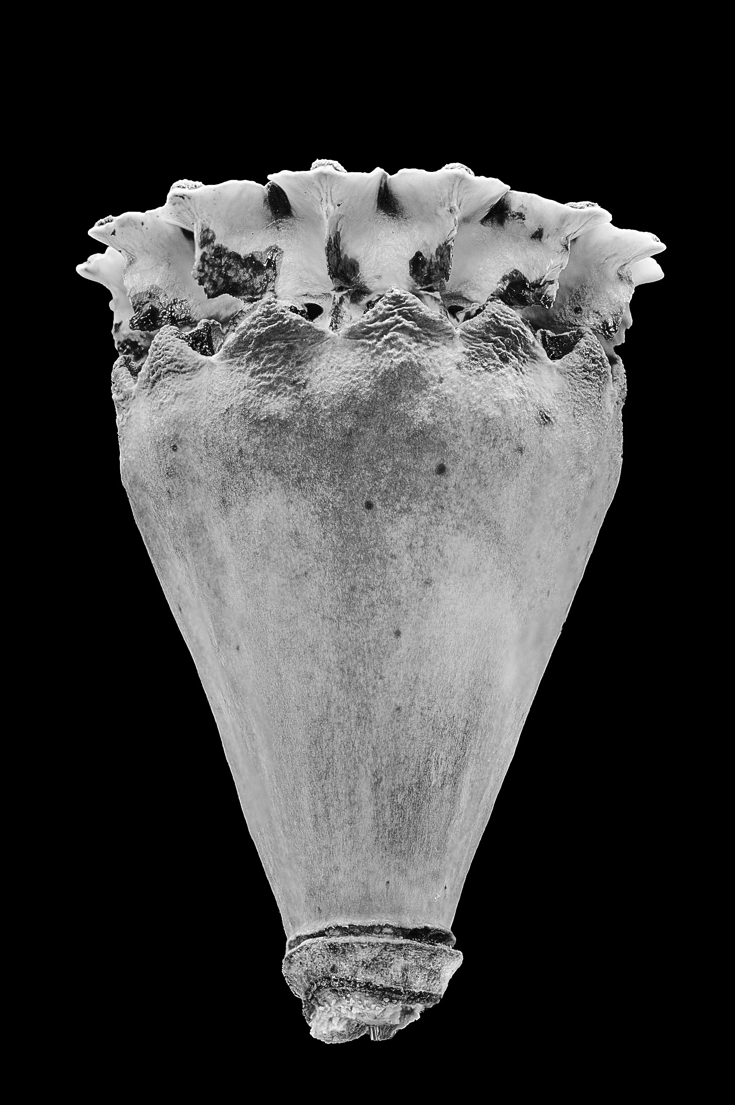 PapaverLZP003.jpg