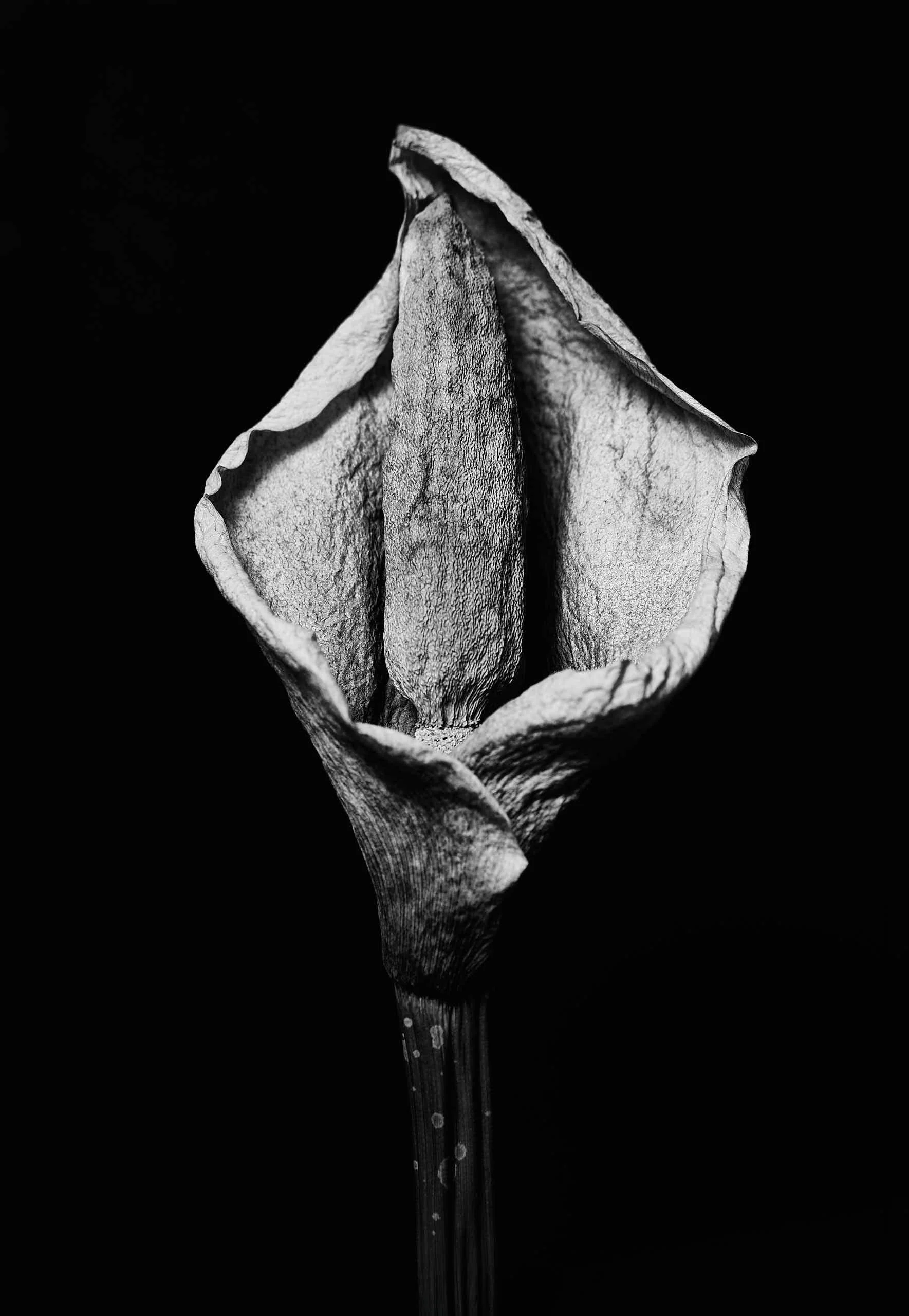 Narzissus 7.jpg