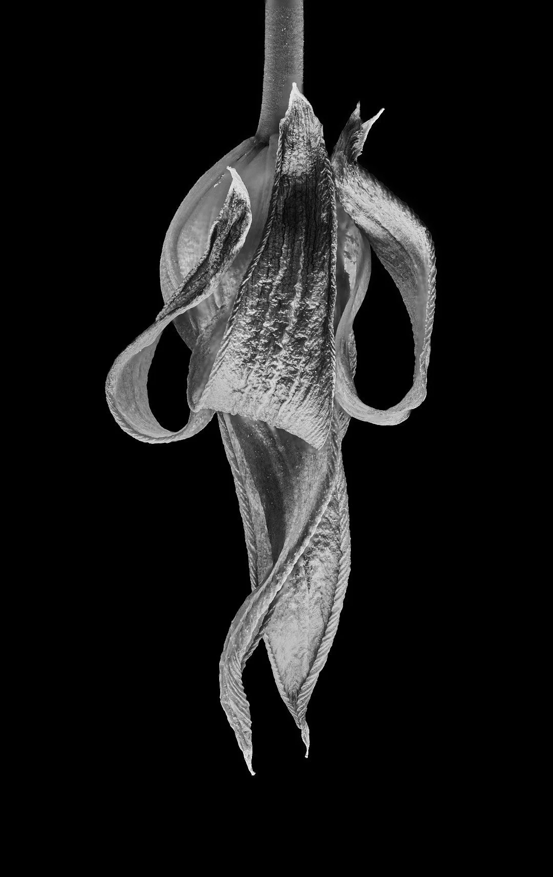 0004B&W.jpg